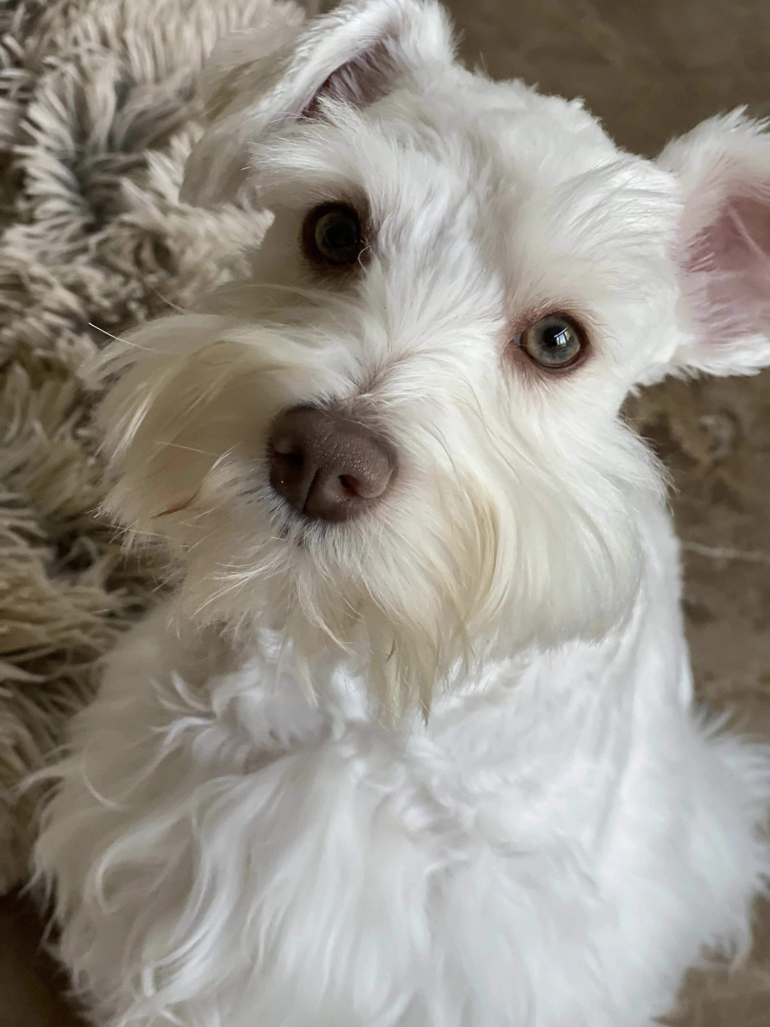 Puppies White Miniature Schnauzer For Sale Near Me Sale Pictures