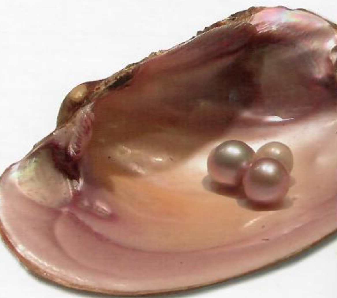 The Saga of the Concho River Pearl, DIRECTIONS