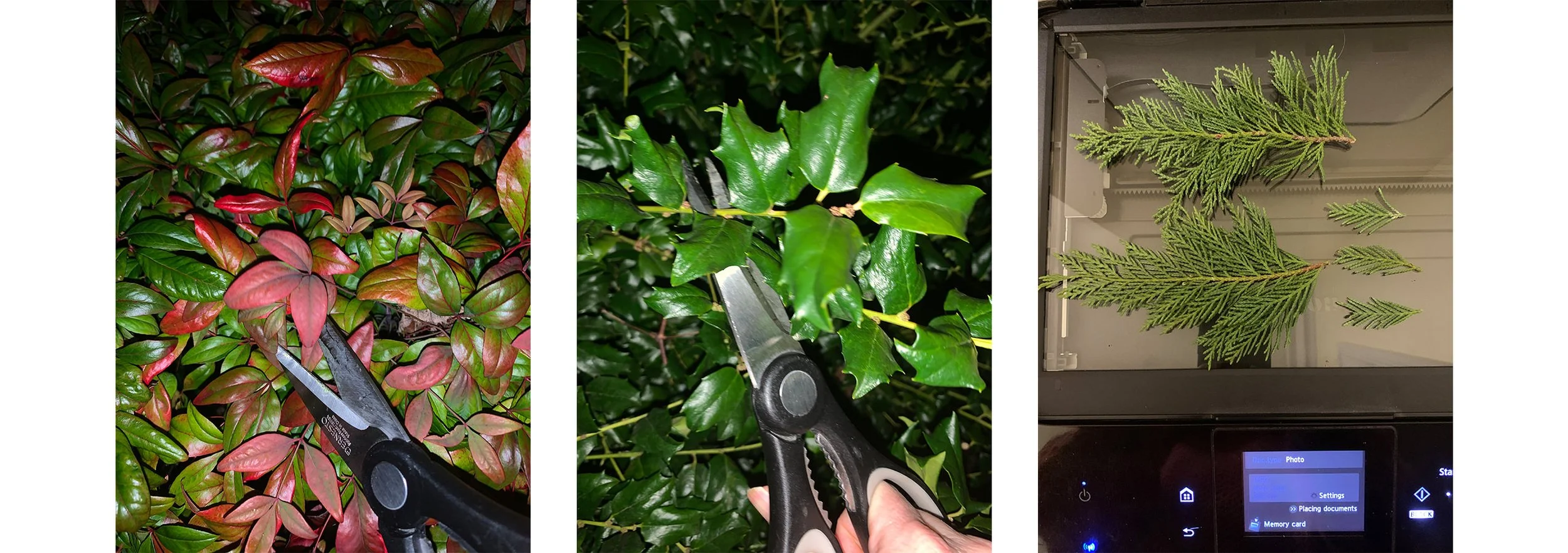 Leaves from garden