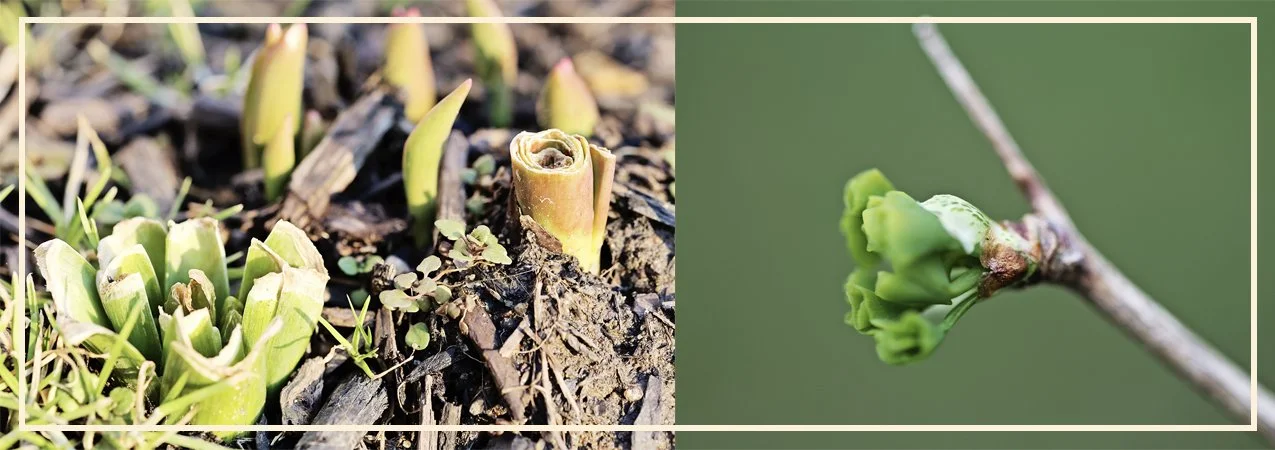 Signs of Spring
