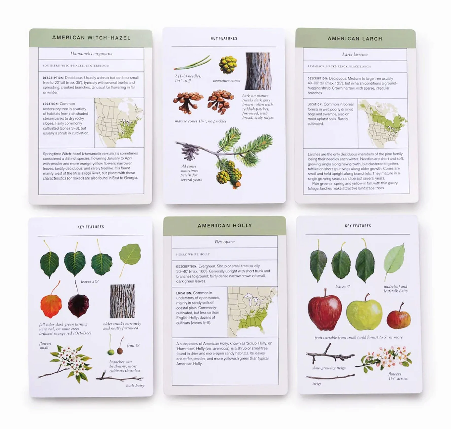 leaf3.jpg