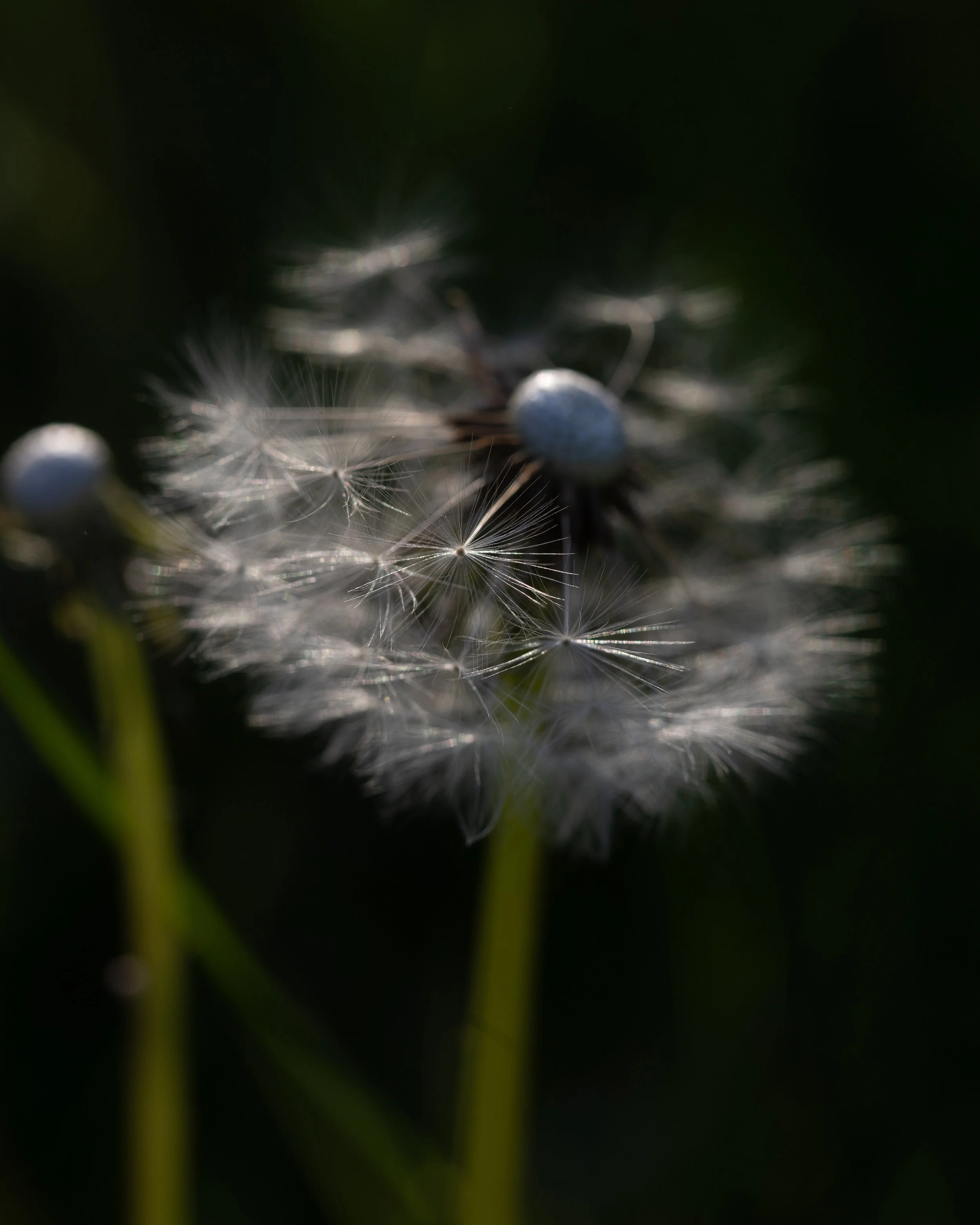 To some they are weeds. To me they are miracles, medicine and kin. A proliferation of dandelions on the verges, banks and hedgerows at the moment. This was inspiration for today's post on The Wild Egde, 'The Weed is the Way'... 'There is much to say 