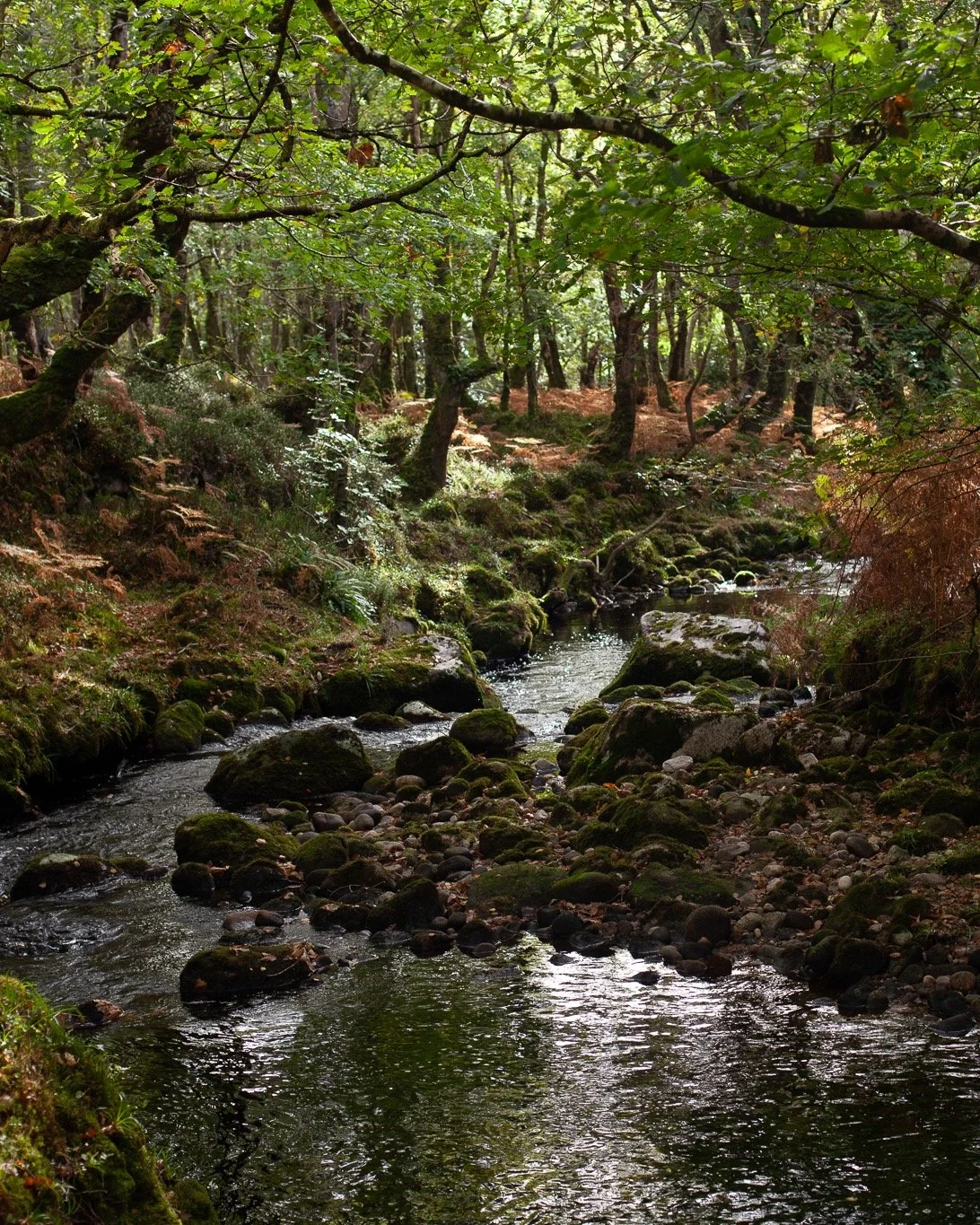 And, just like that, it is autumn. I'm thinking of reading by the fire, autumnal walks, writing in the dark. I like this 'back to the books' time of year. Also, over the coming months, I've lots of way to support your own creativity- both online and 
