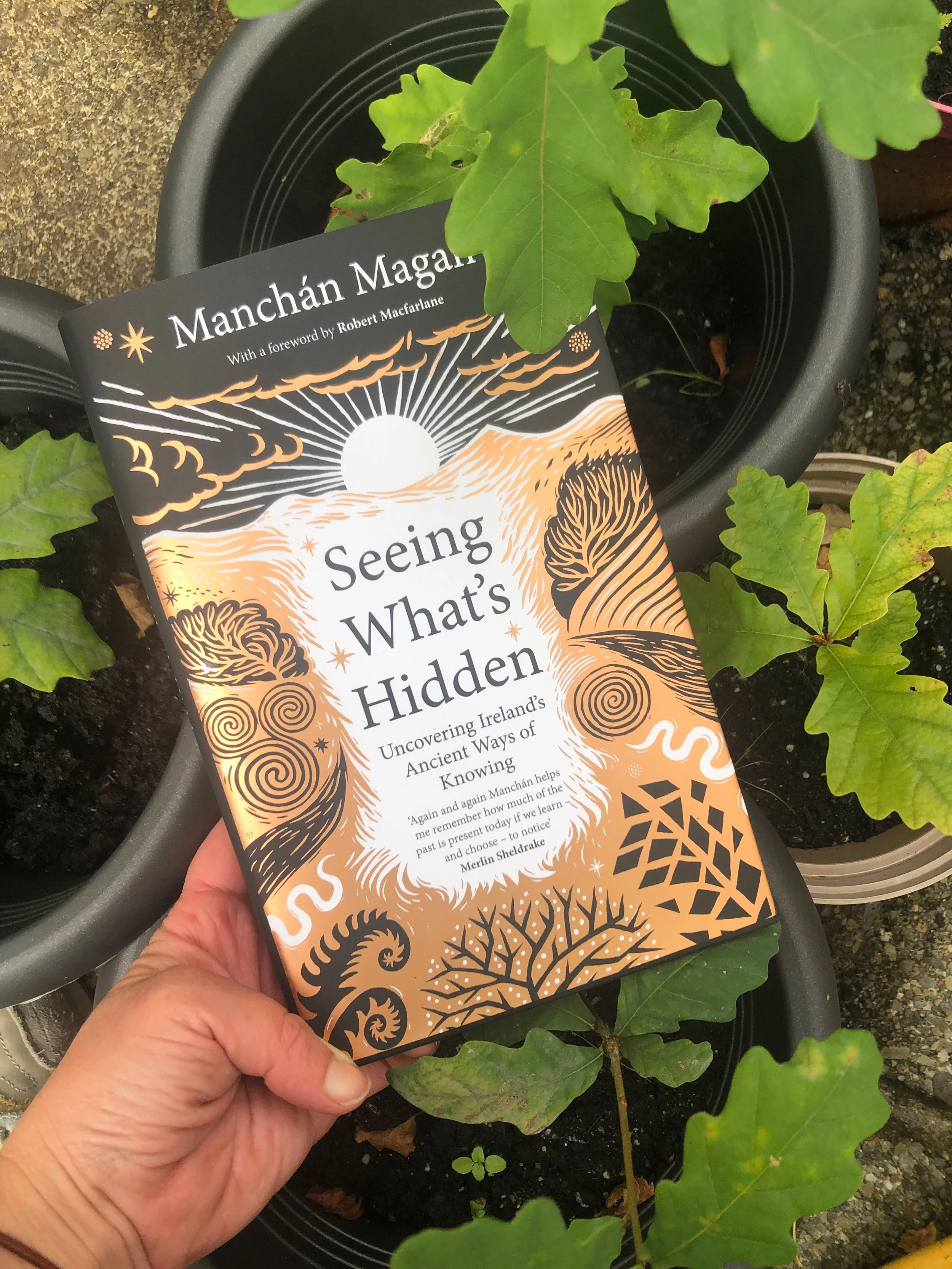 Manch&aacute;n&rsquo;s legacy lives on in words, trees and many hearts. I am so moved to share this image today- the final book in his trilogy is out, and his forest is growing in more ways than one. These are oak saplings, planted last February from