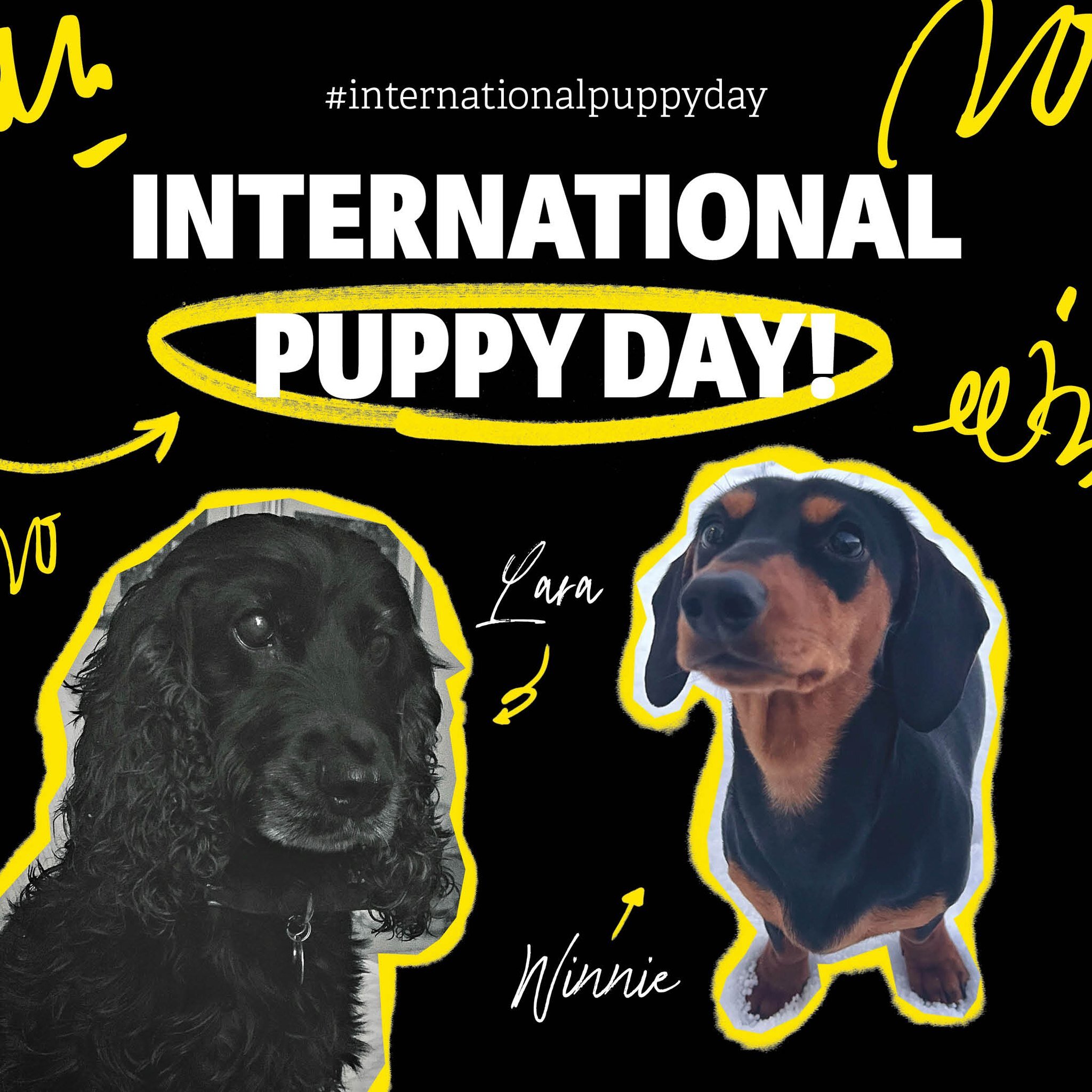 It's International Puppy Day! 🐾🐶

We'd love to introduce you to our teams fluffy members! Meet Lara the Cocker Spaniel and Winnie the Mini Dachshund...🥹

#puppyday #puppyday24 #internationalpuppyday