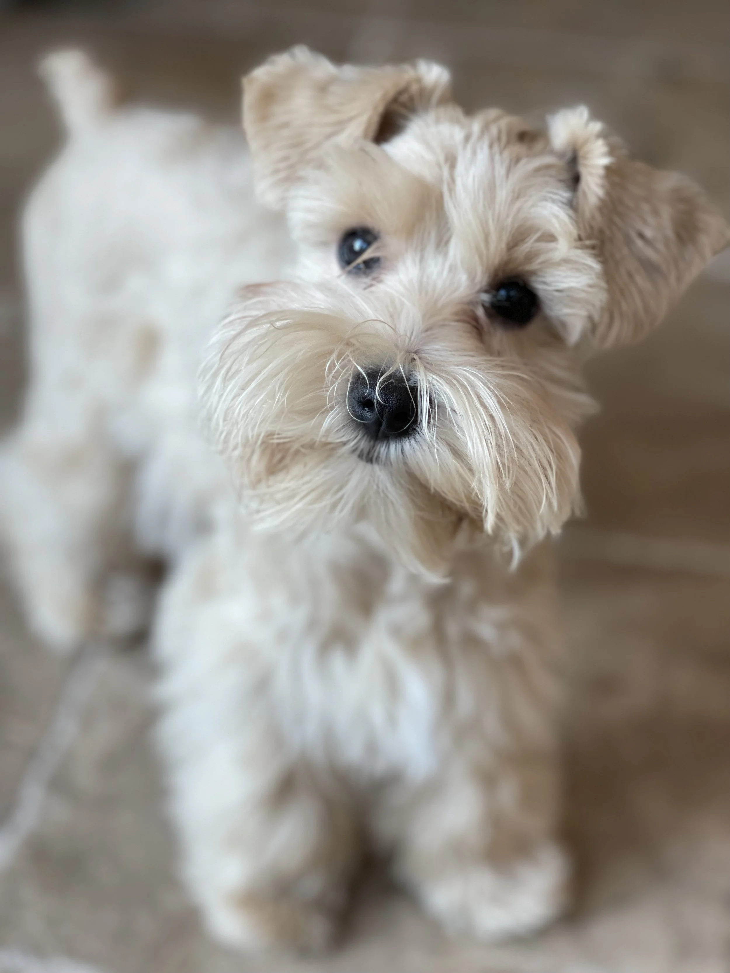 Red Schnauzer Pennsylvania