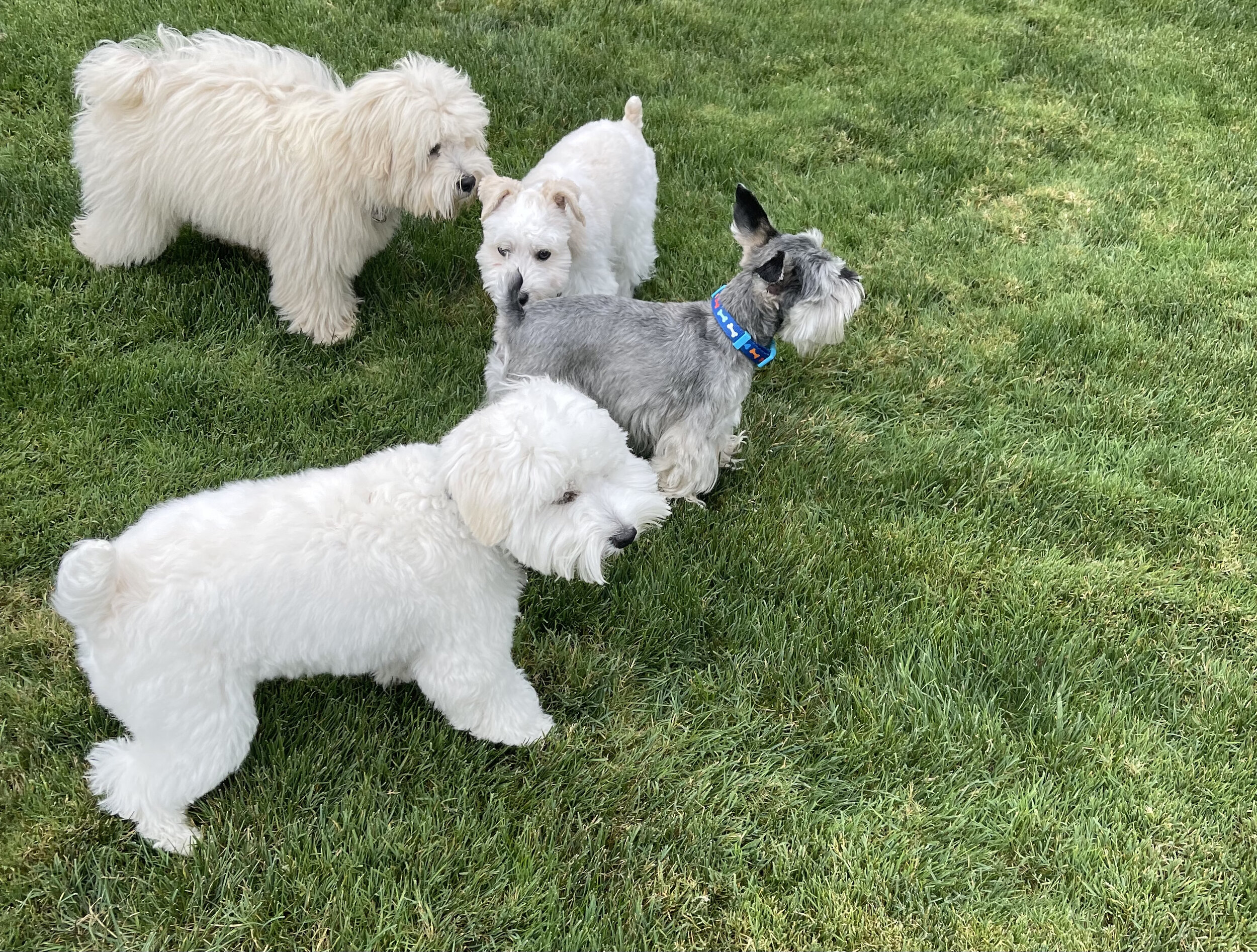 Three dogs, two Maltese and one Schnauzer, playing on a grassy lawn.