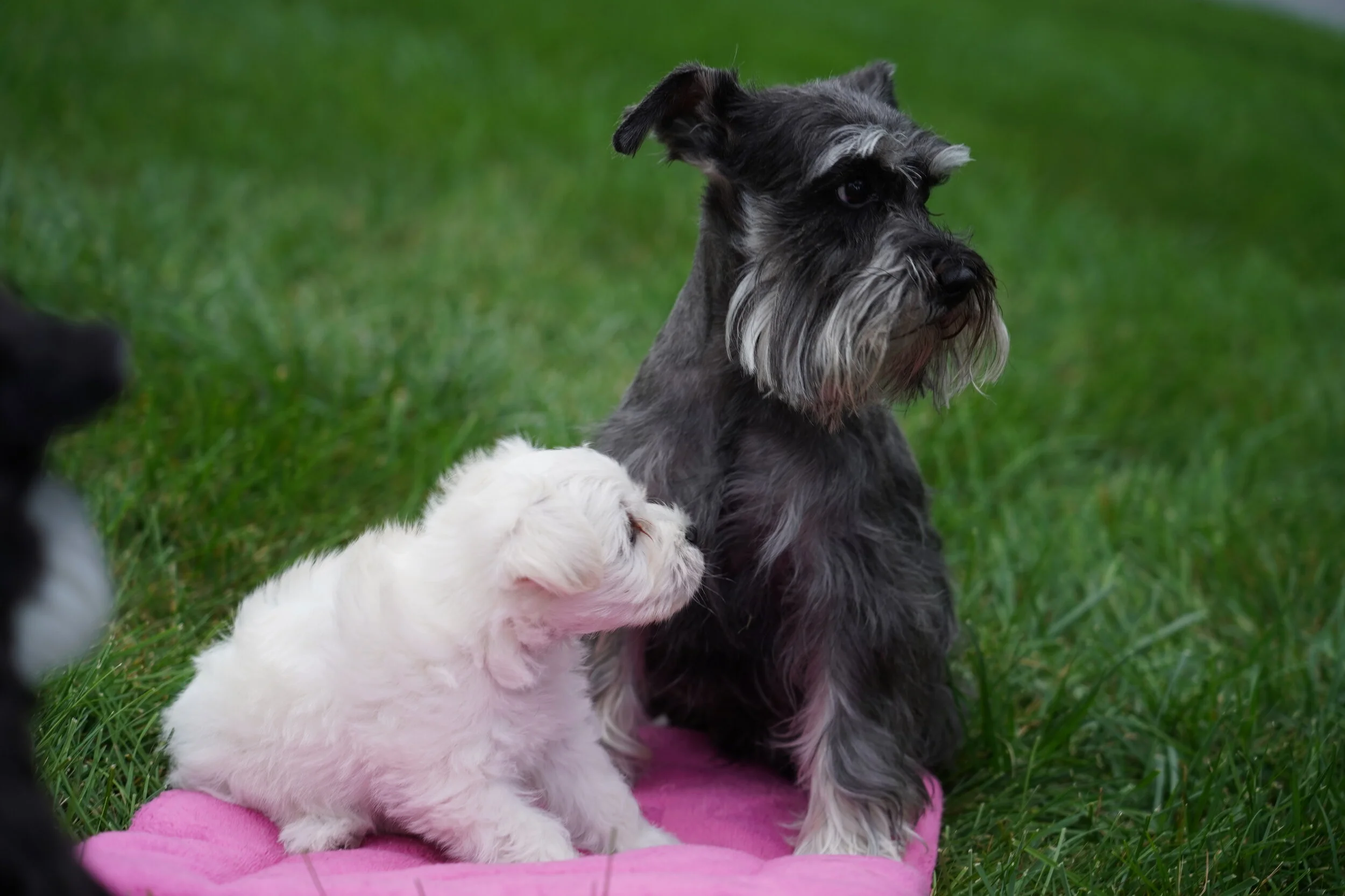 A small white puppy and a larger gray and black dog sitting on a pink blanket outside on green grass.
