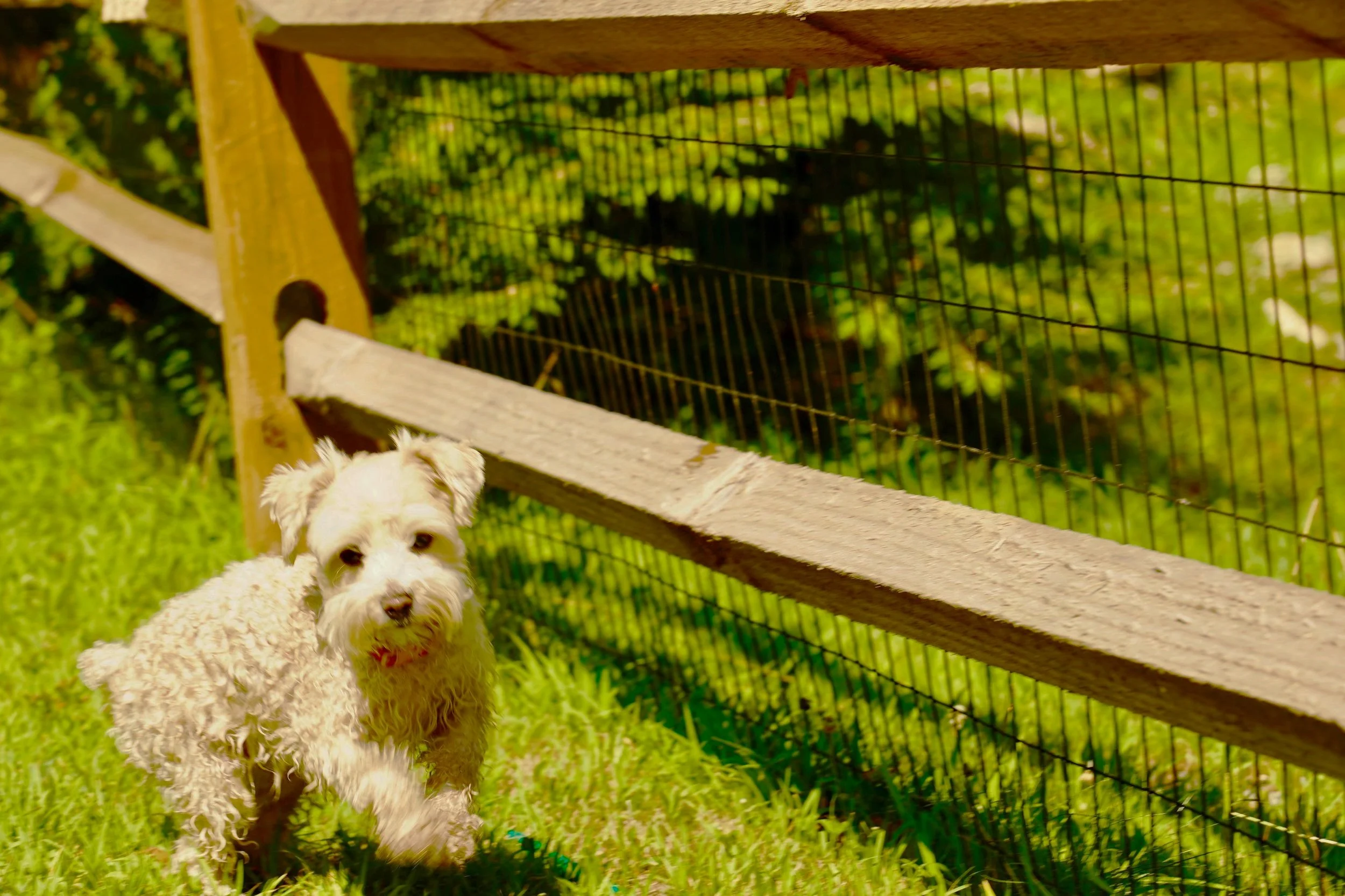 Red Schnauzer puppy in PA