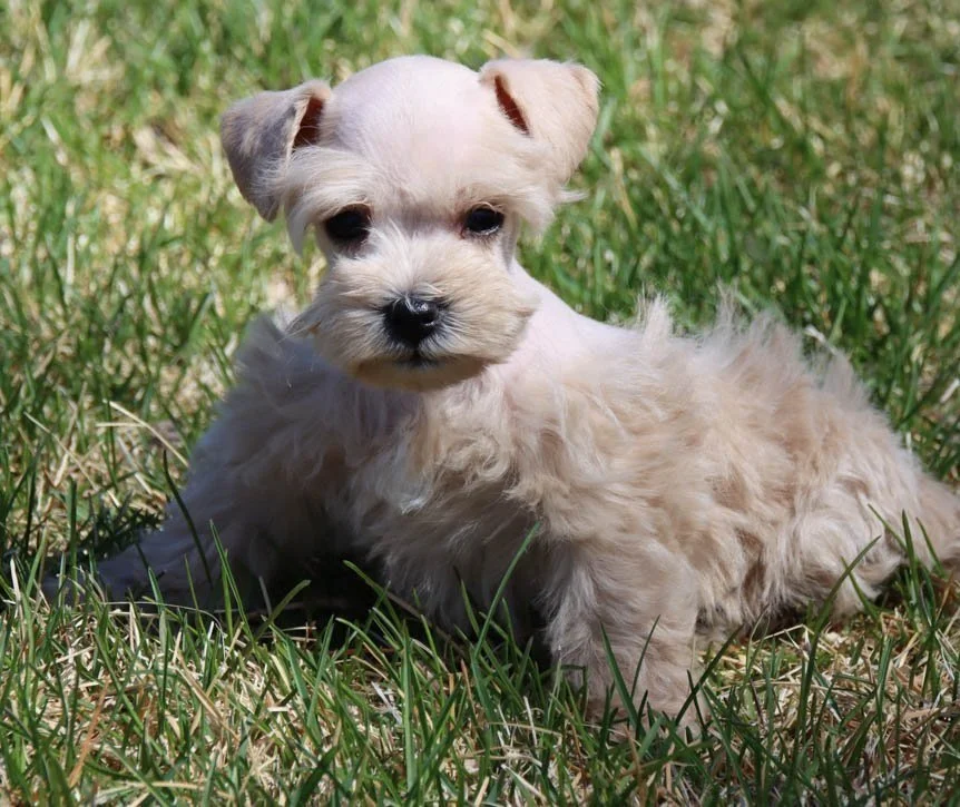Red Schnauzer Lehigh Valley PA