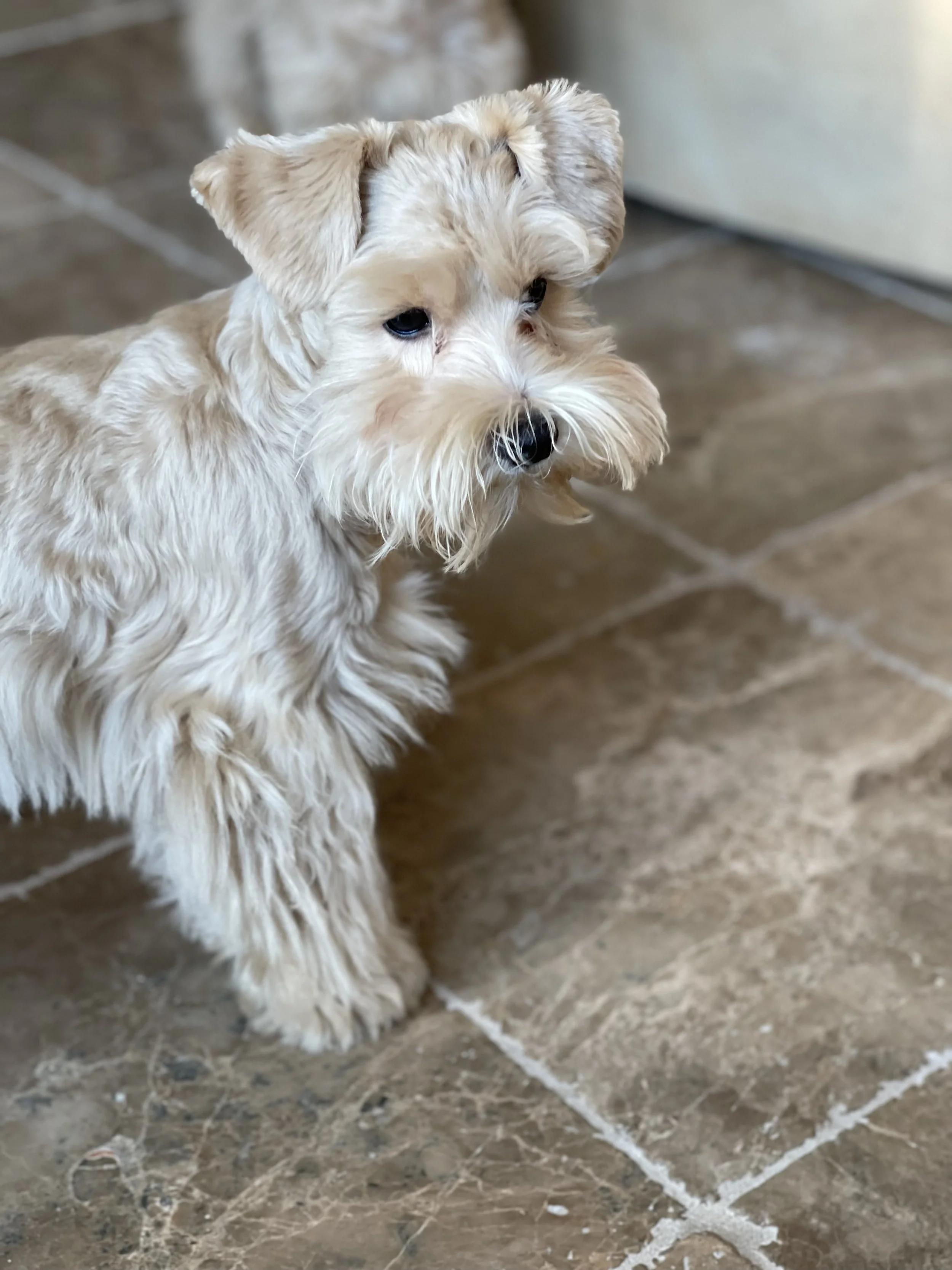 Red Schnauzers health tested with DNA