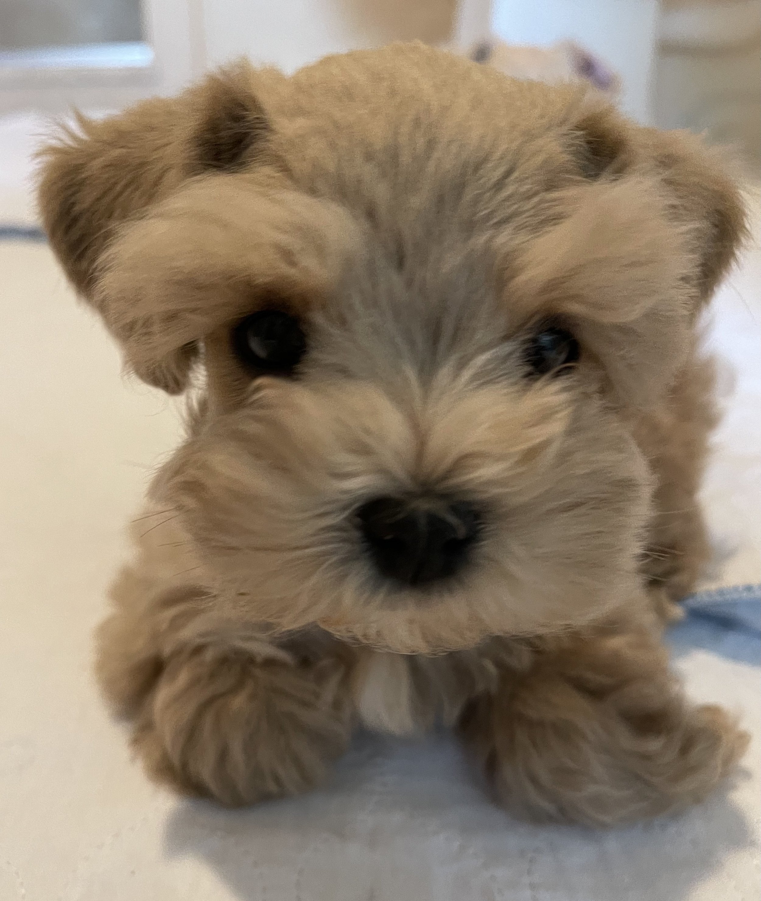 Cute schnauzer puppy in Lehigh Valley PA