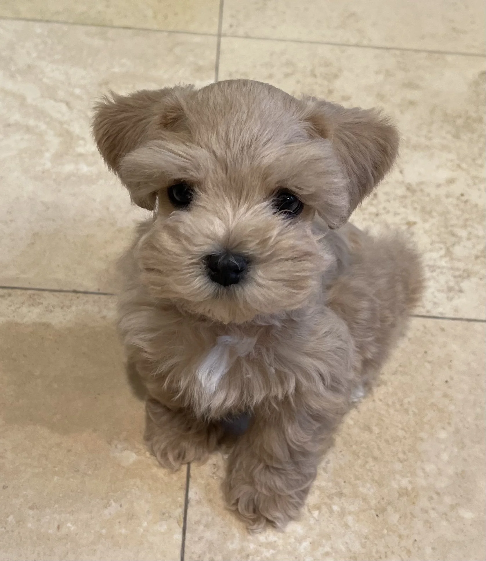 SVCC Schnauzer puppies - wheaton red with a black nose