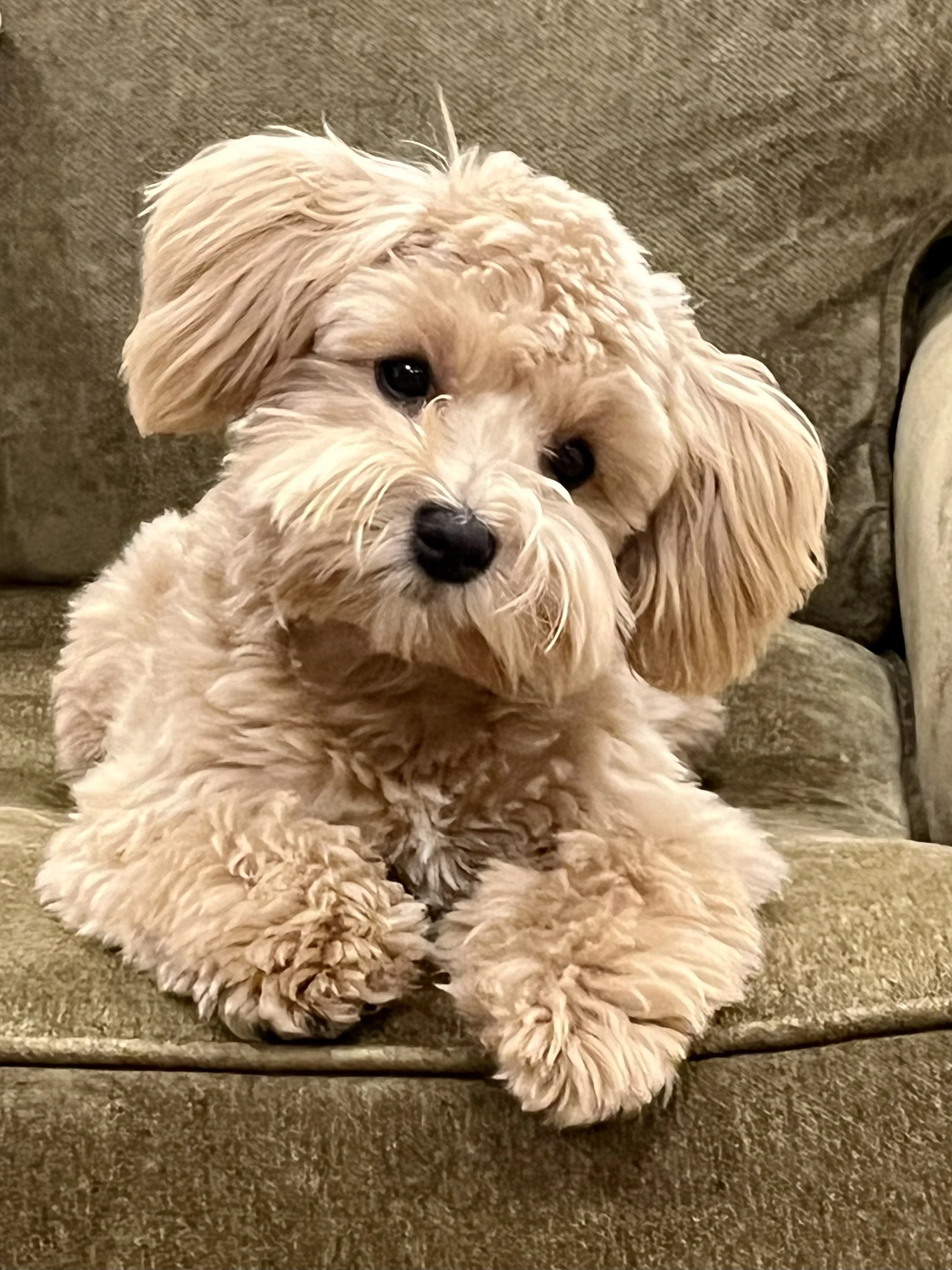 A cute and cuddly wheaton red SVCC schnauzer