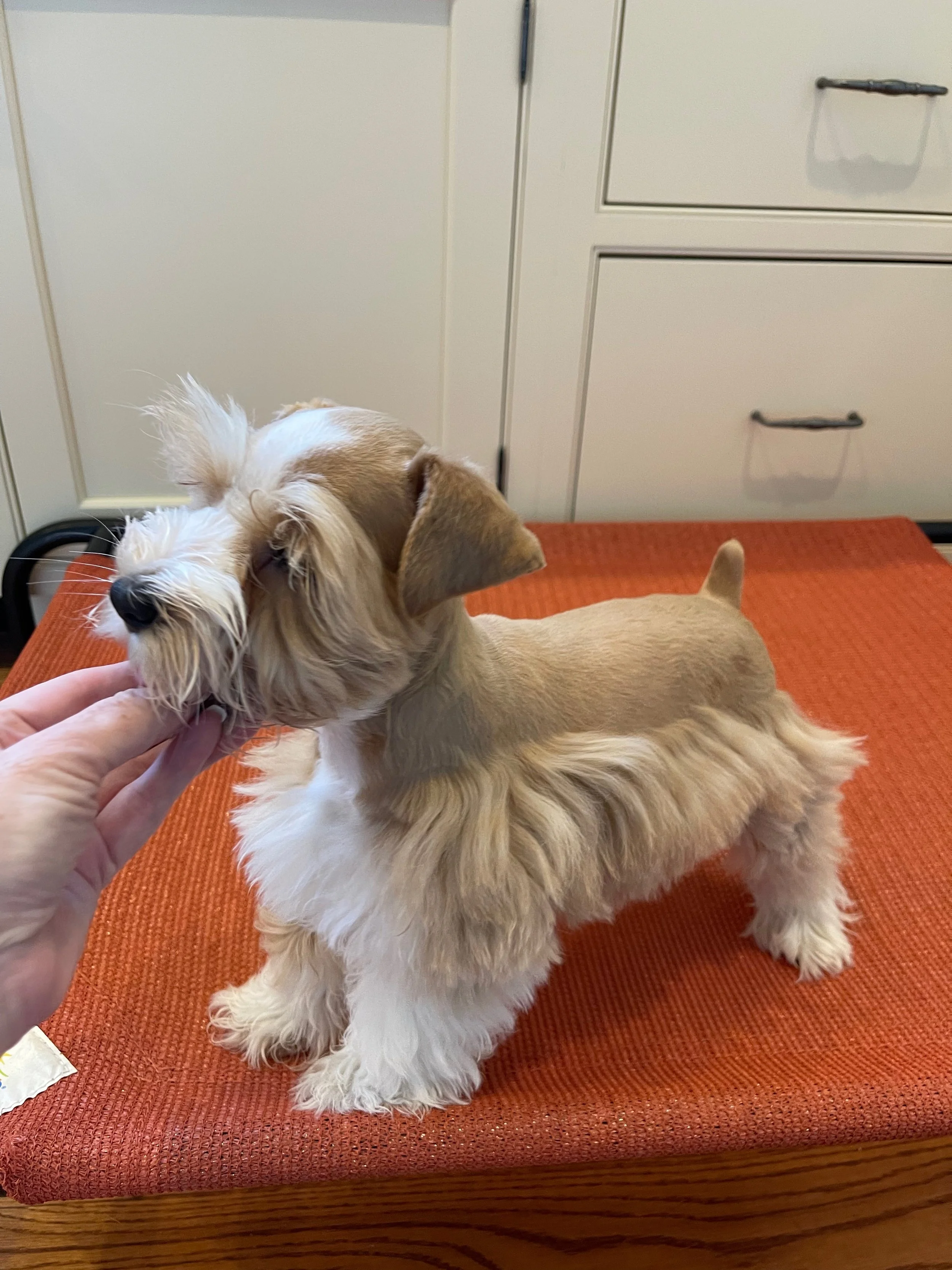 A handsome red SVCC schnauzer who is very well trained