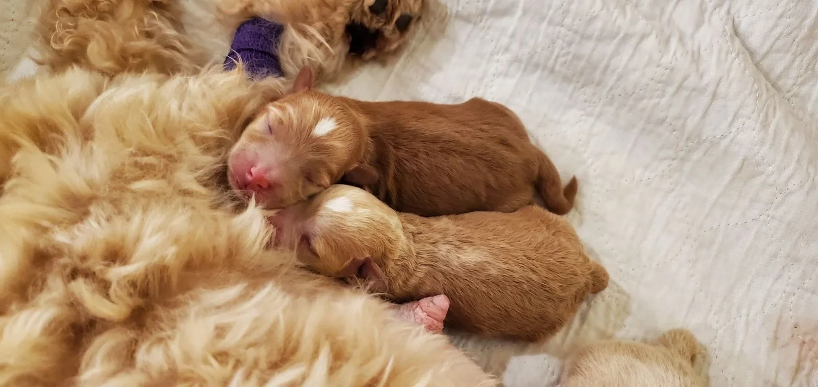 Two newborn SVCC red schnauzer puppies are nursing peacefully.
