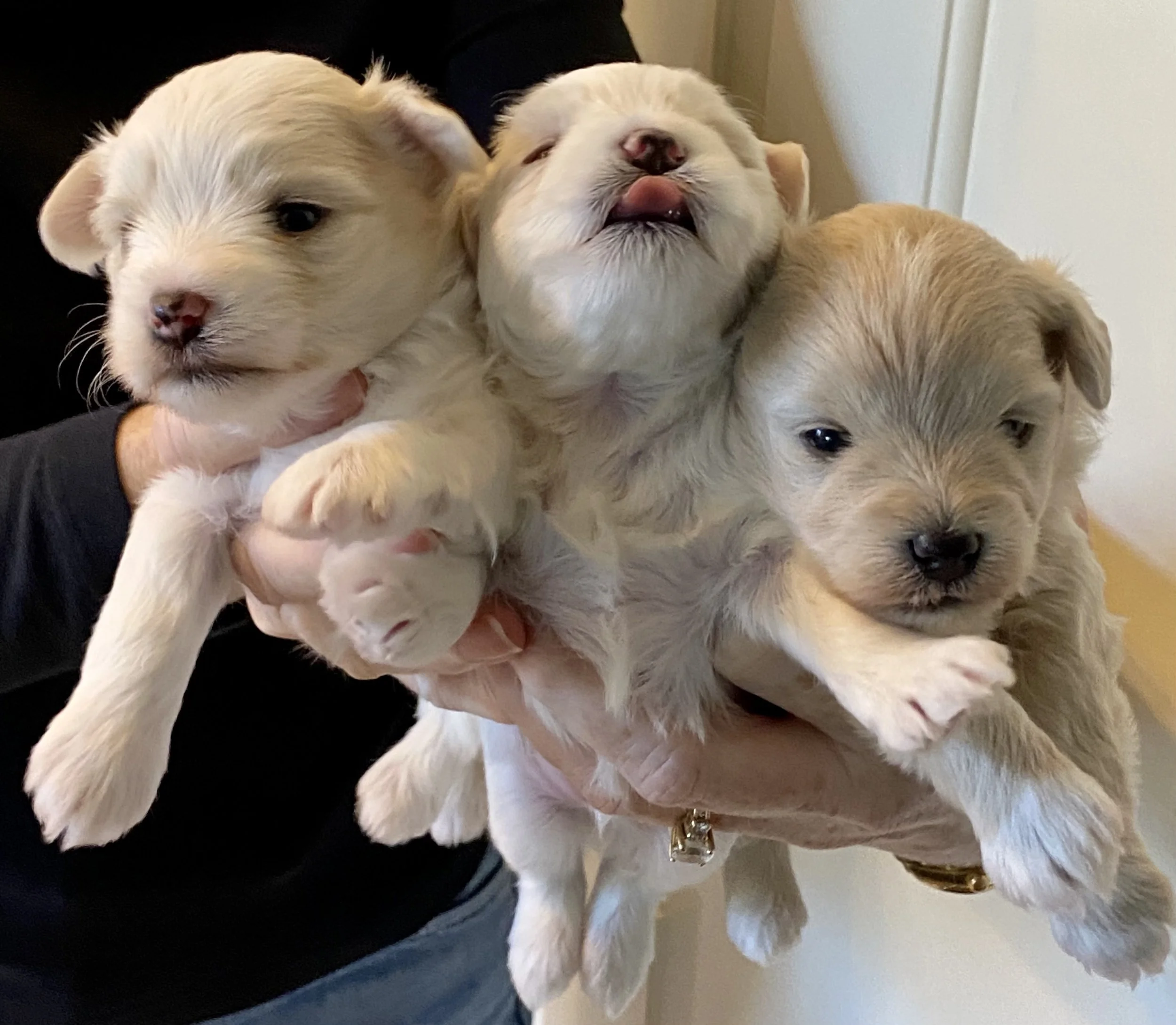 Three adorable puppies being held by a person. The puppies are light-colored, one with its tongue sticking out.