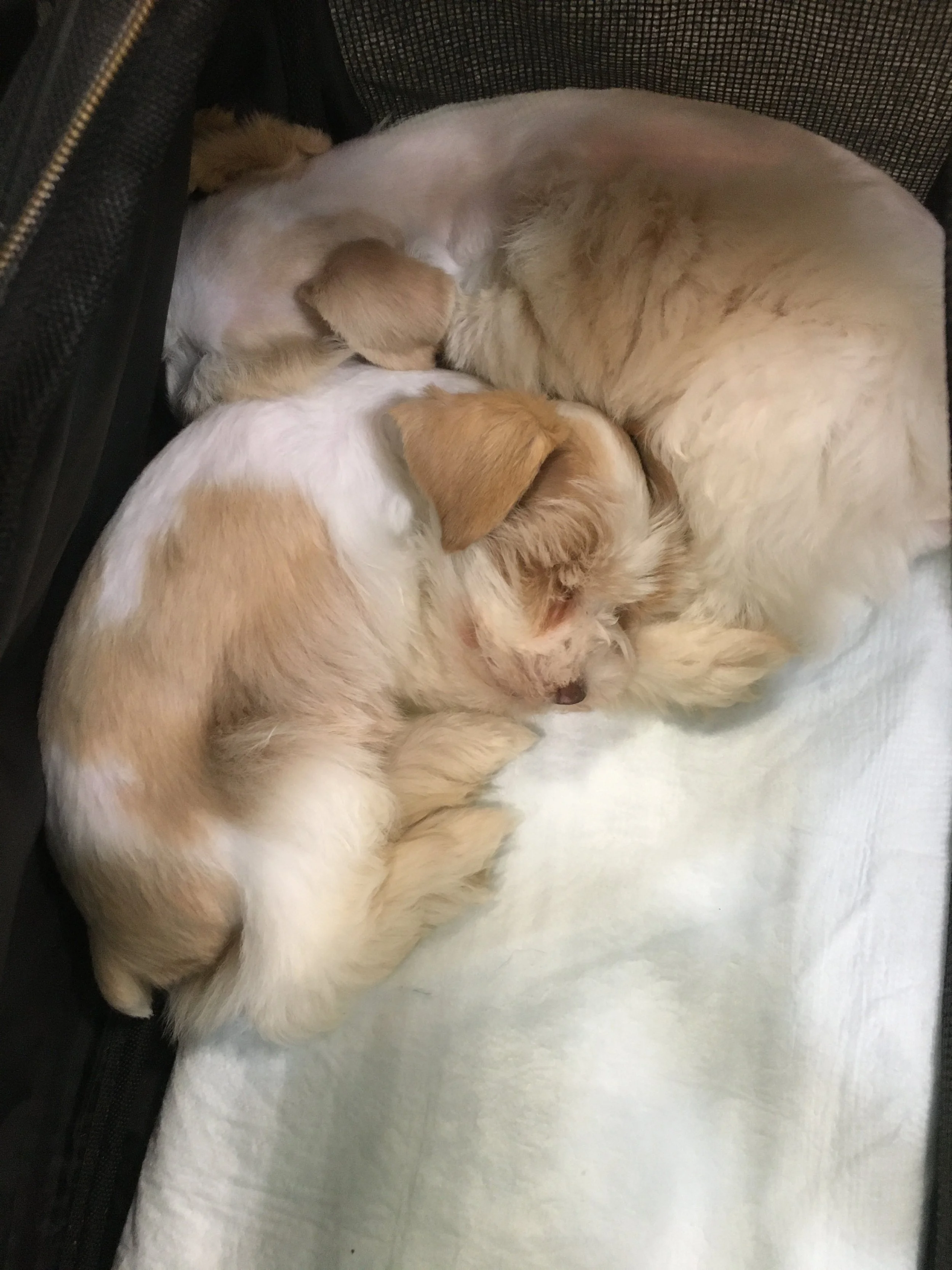 Red Parti Schnauzer Puppies Sleeping.JPG