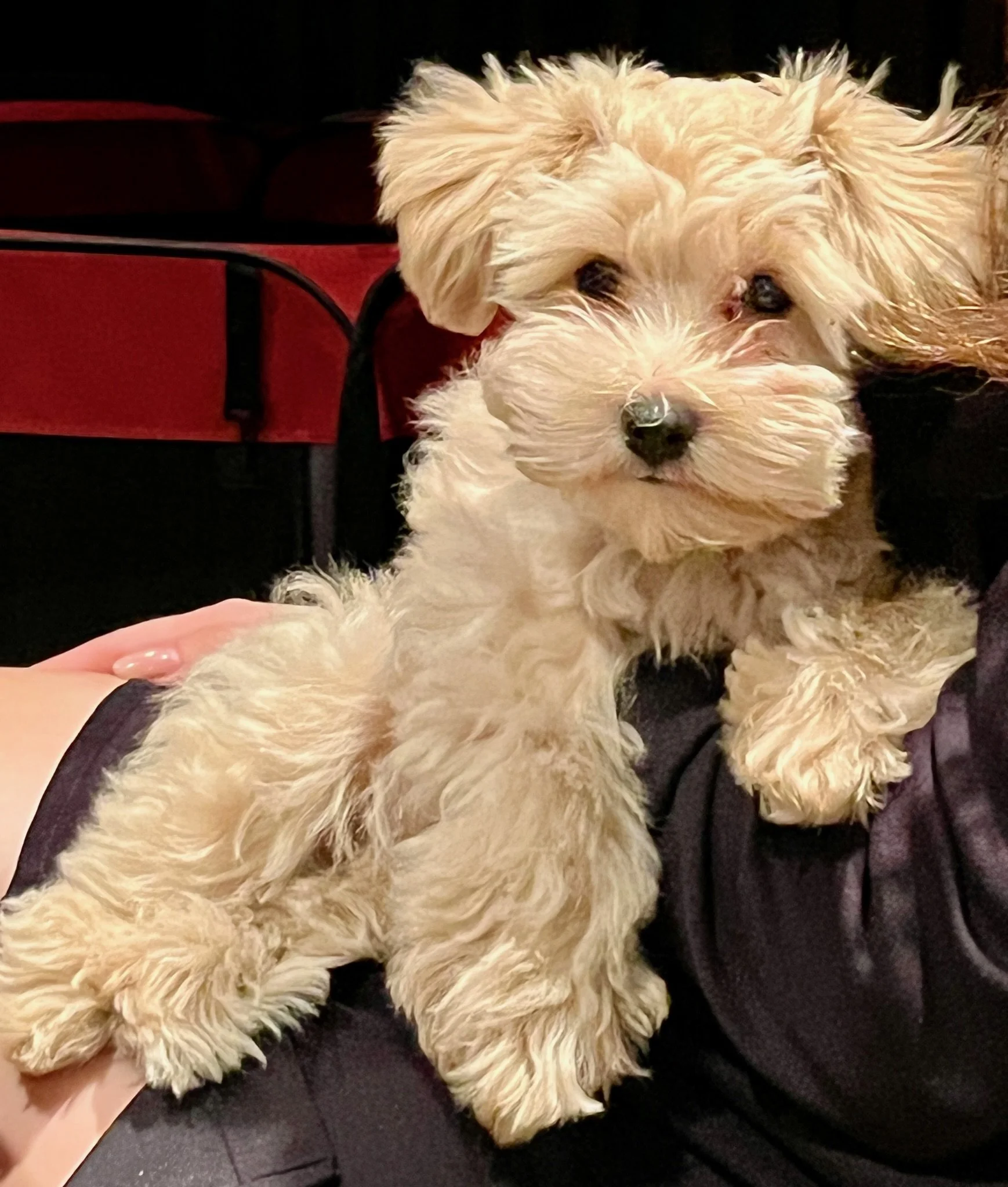 Red Schnauzer resting in PA NJ NY