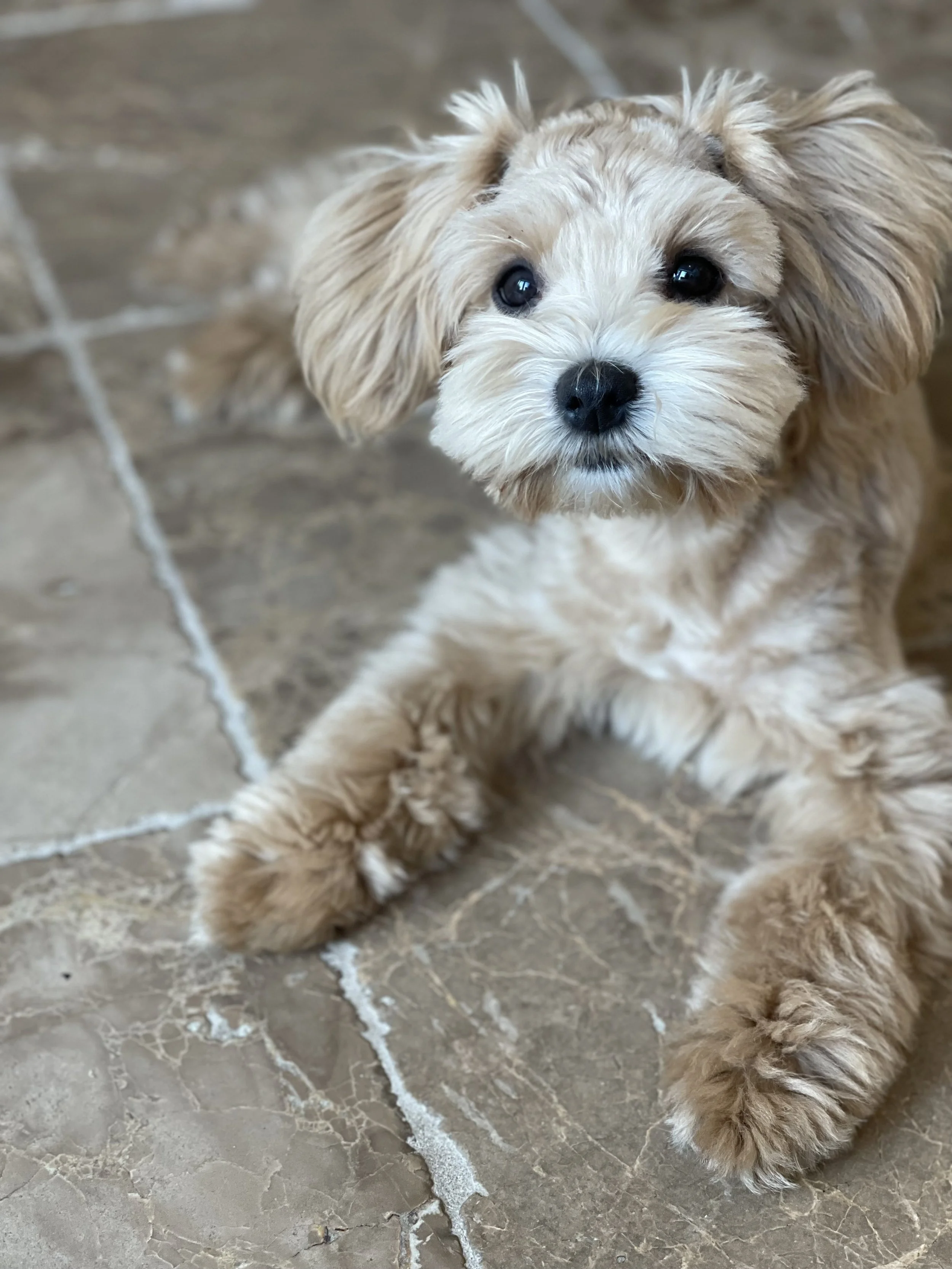 Lehigh Valley PA red mini schnauzer