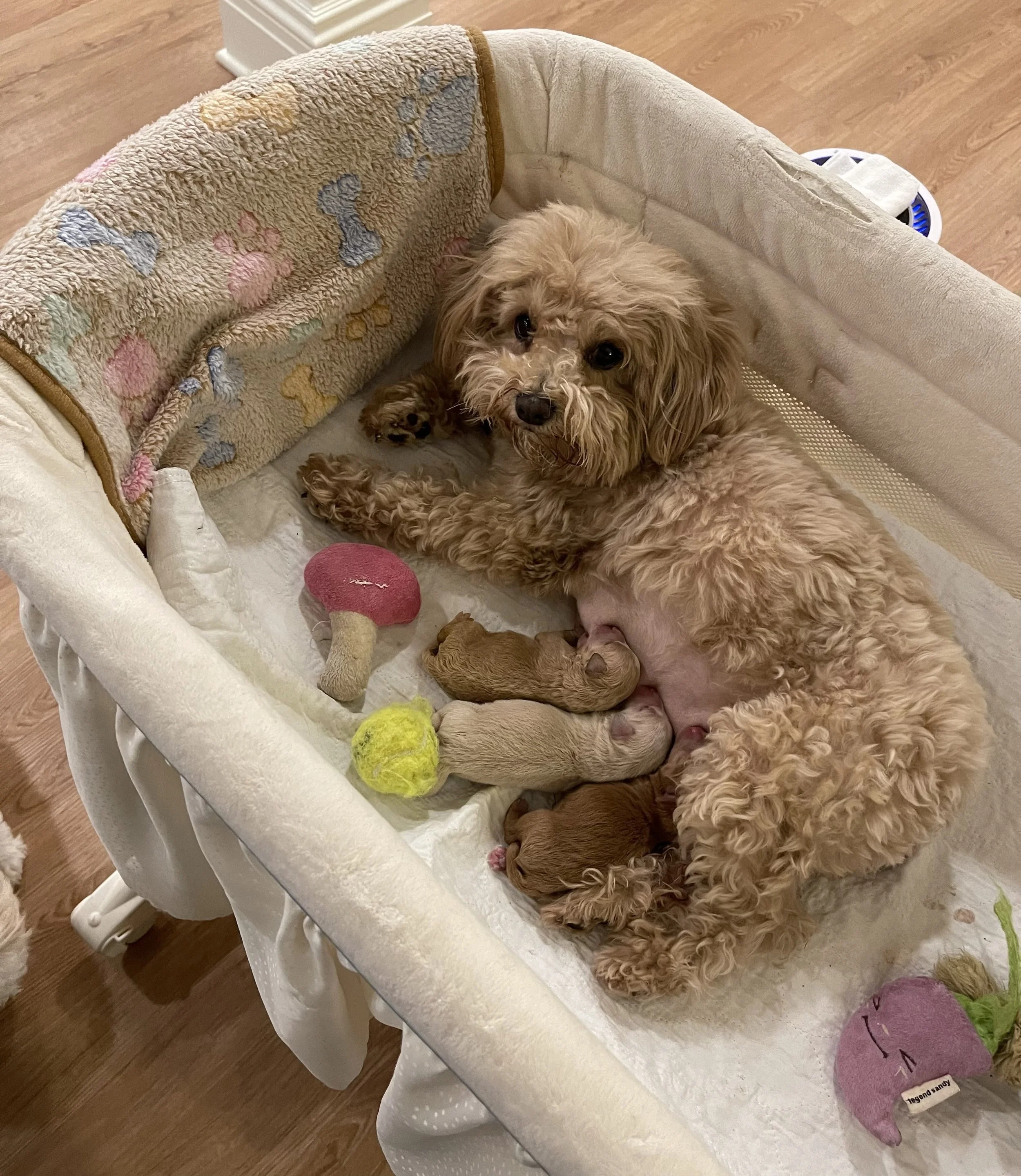 A small tan puppy with curly fur lying on its back in a cozy pet bed with toys scattered nearby, including a pink plush bone and a purple plush toy, on a hardwood floor.