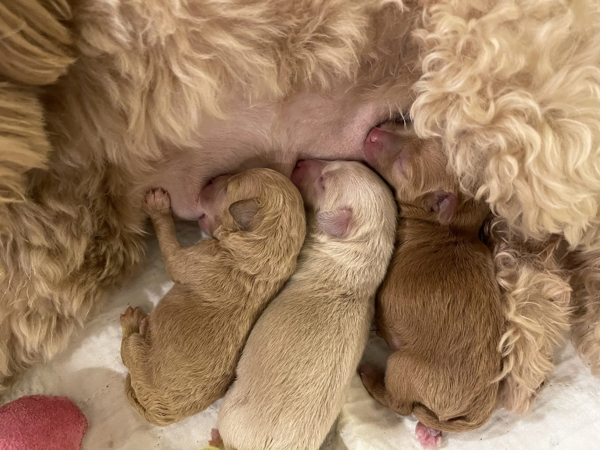 Close-up of a SVCC red schnauzer mom nursing her newborn red schnauzer puppies.
