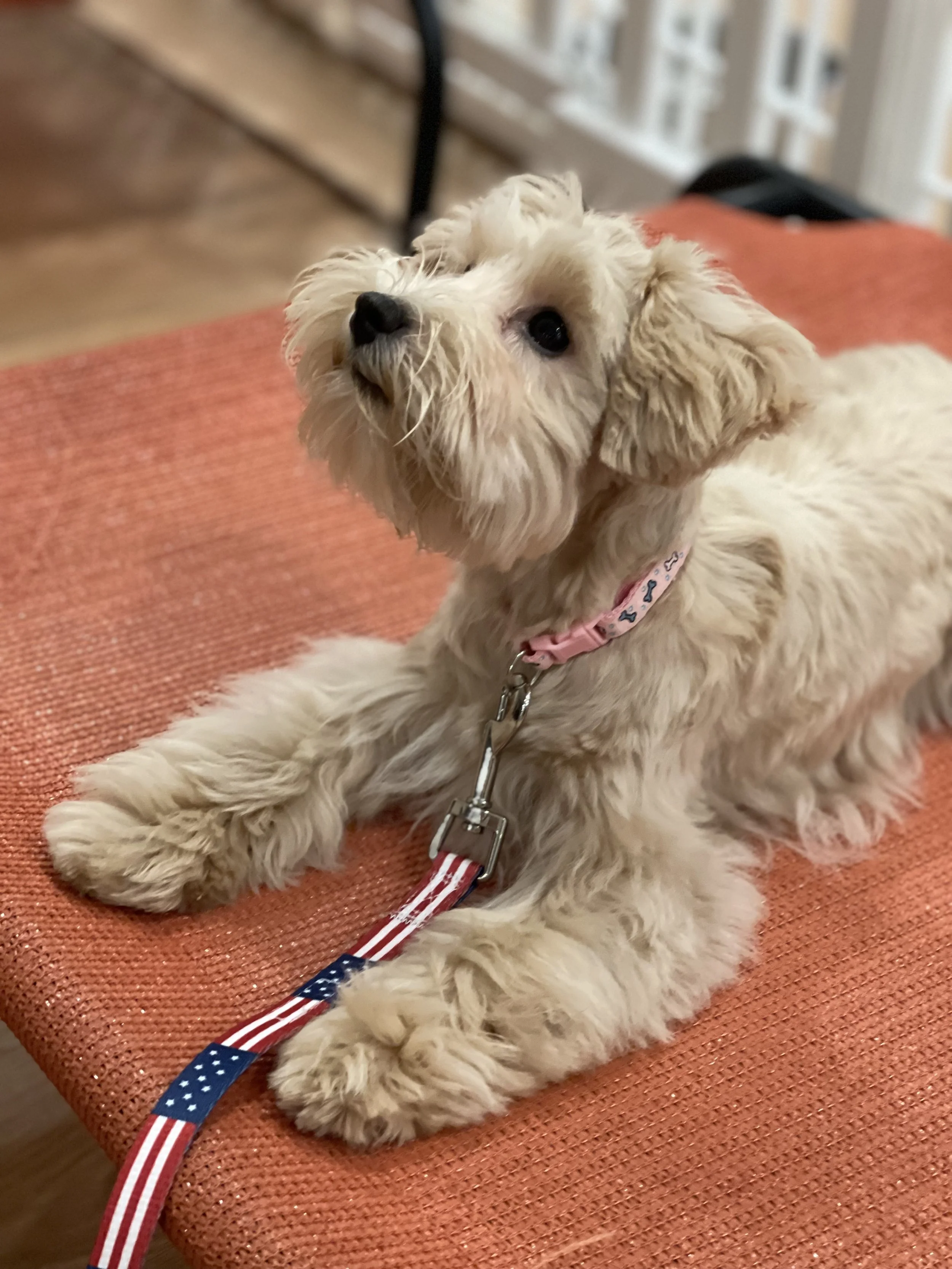 Red Schnauzer in obedience class in PA