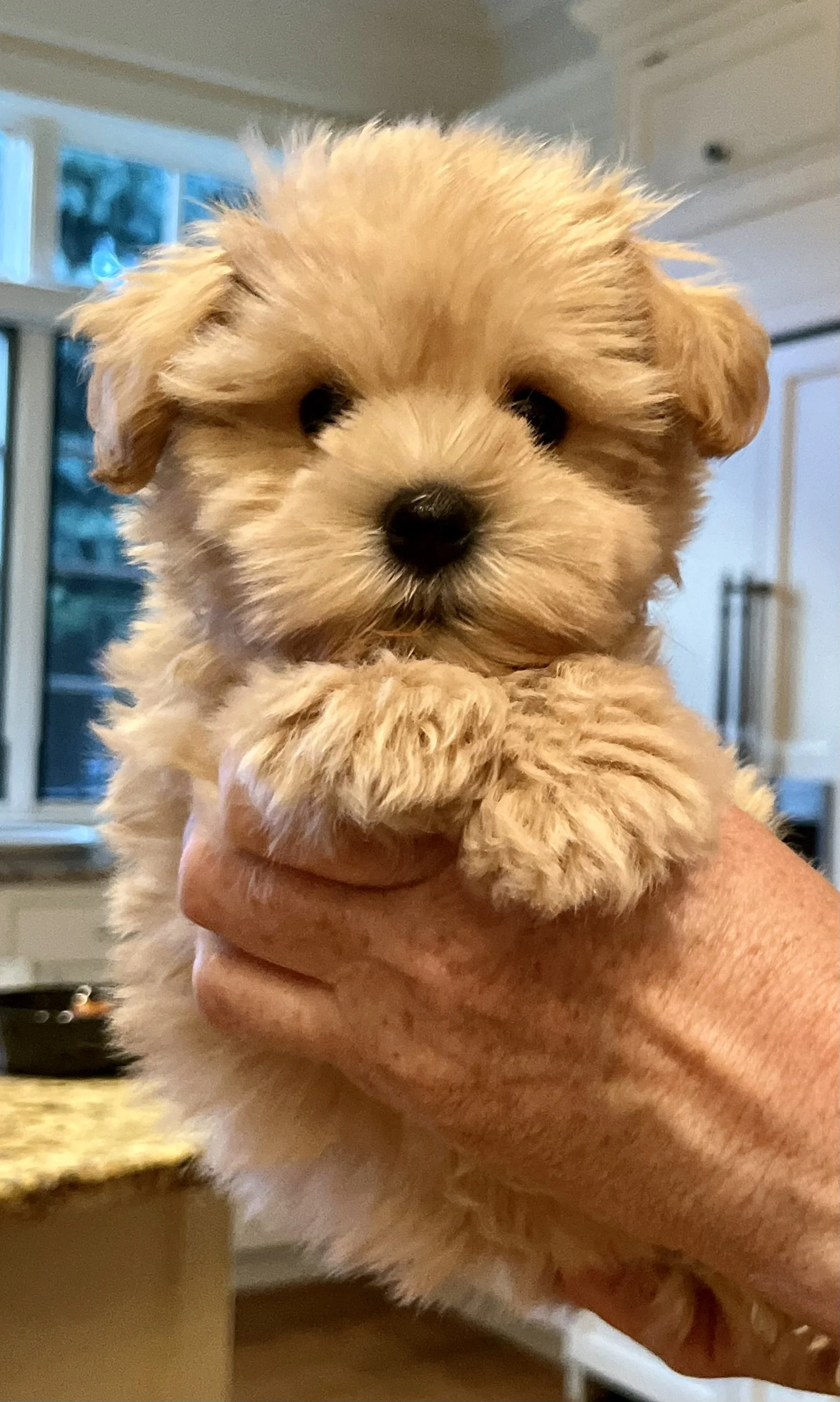 Lehigh Valley Schnauzers