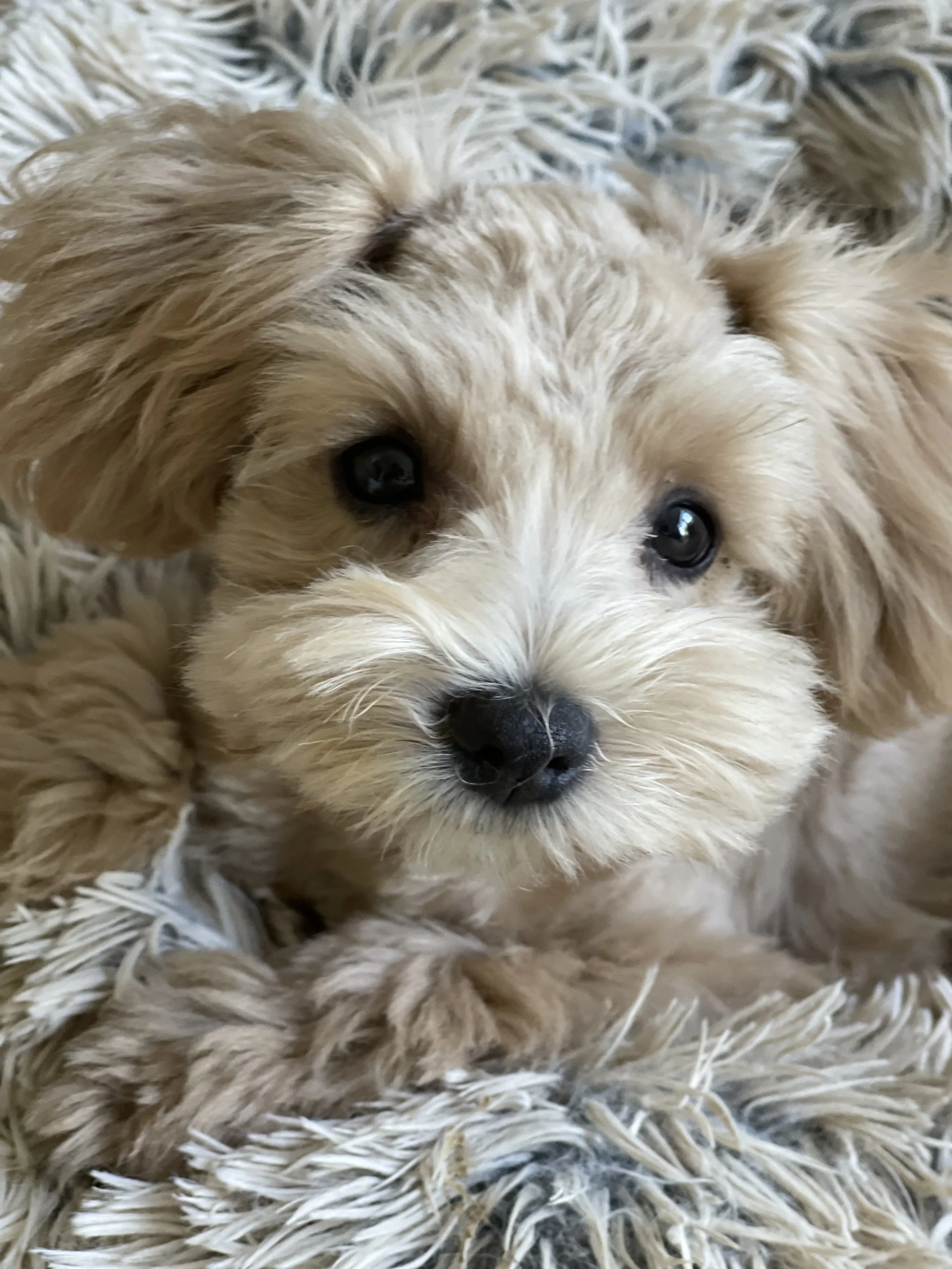 Red Schnauzers New Jersey