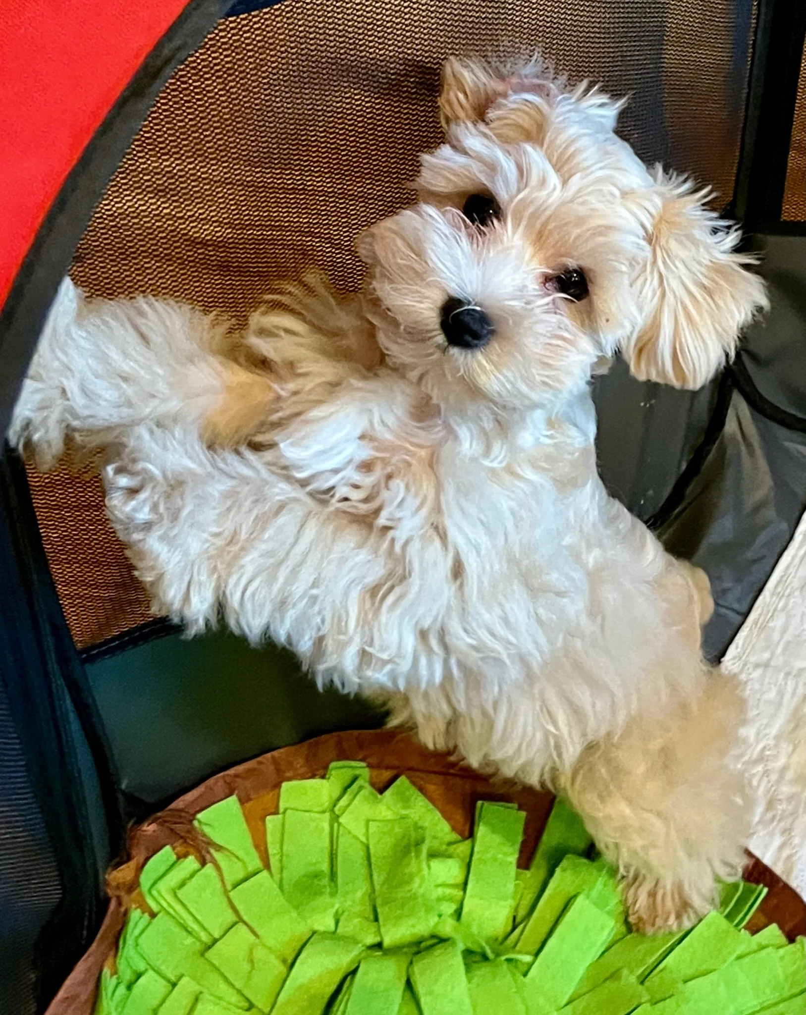 SVCC Schnauzers Red Mini 