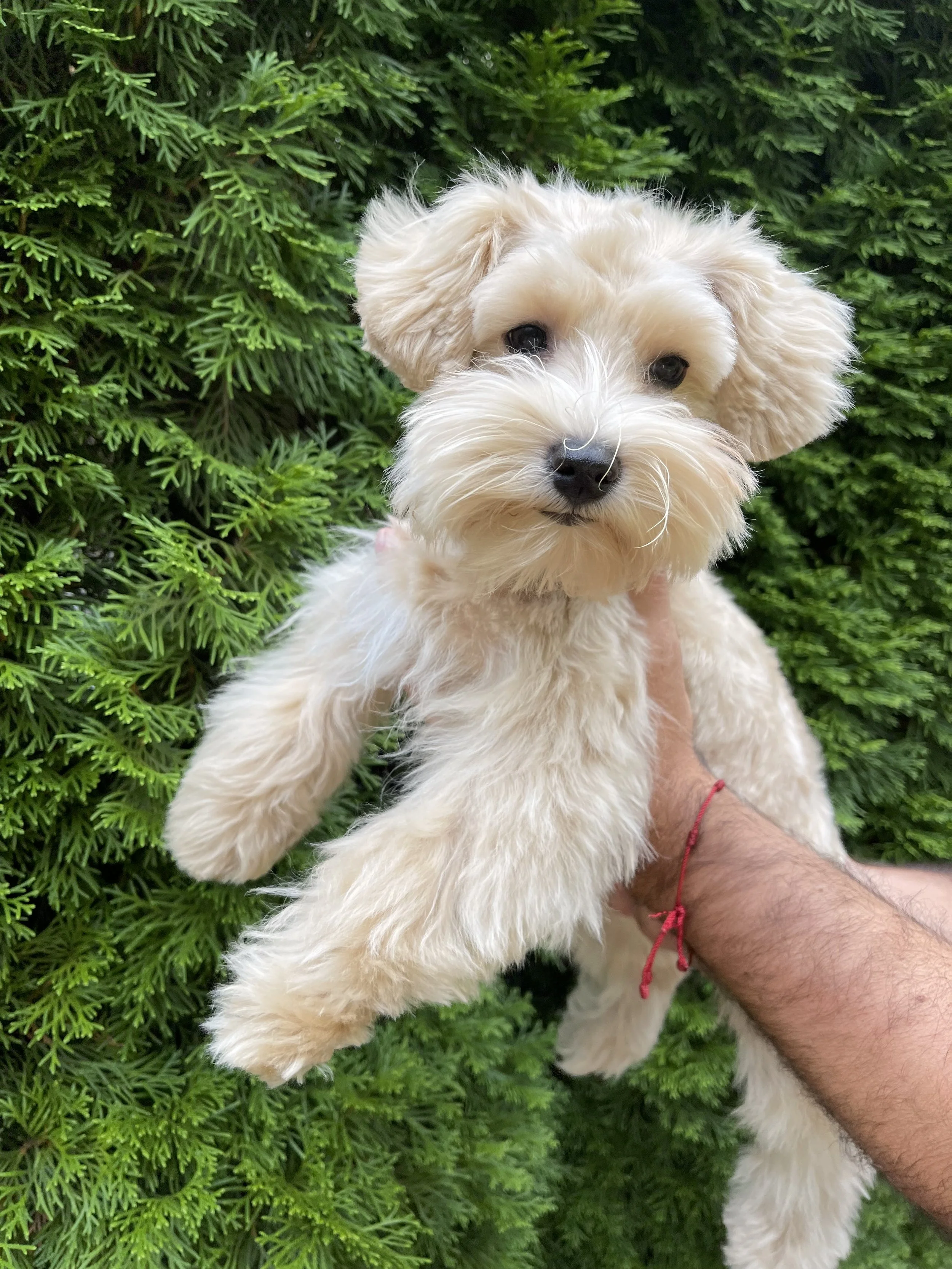 A person is holding a light-colored, fluffy puppy with dark eyes and a black nose in front of green pine branches.