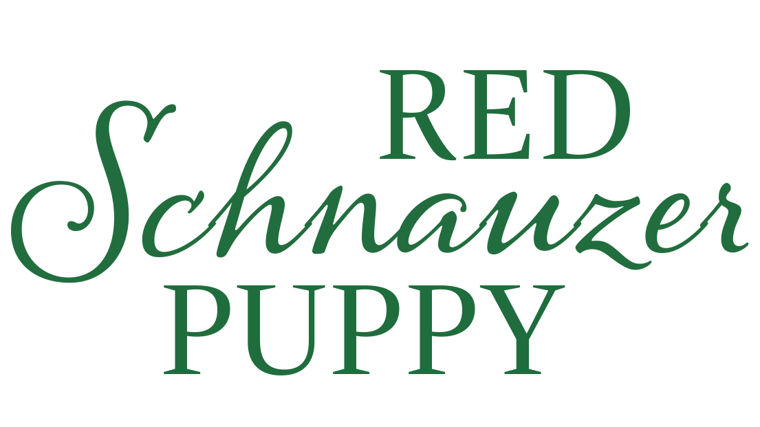 Red Schnauzer Puppy