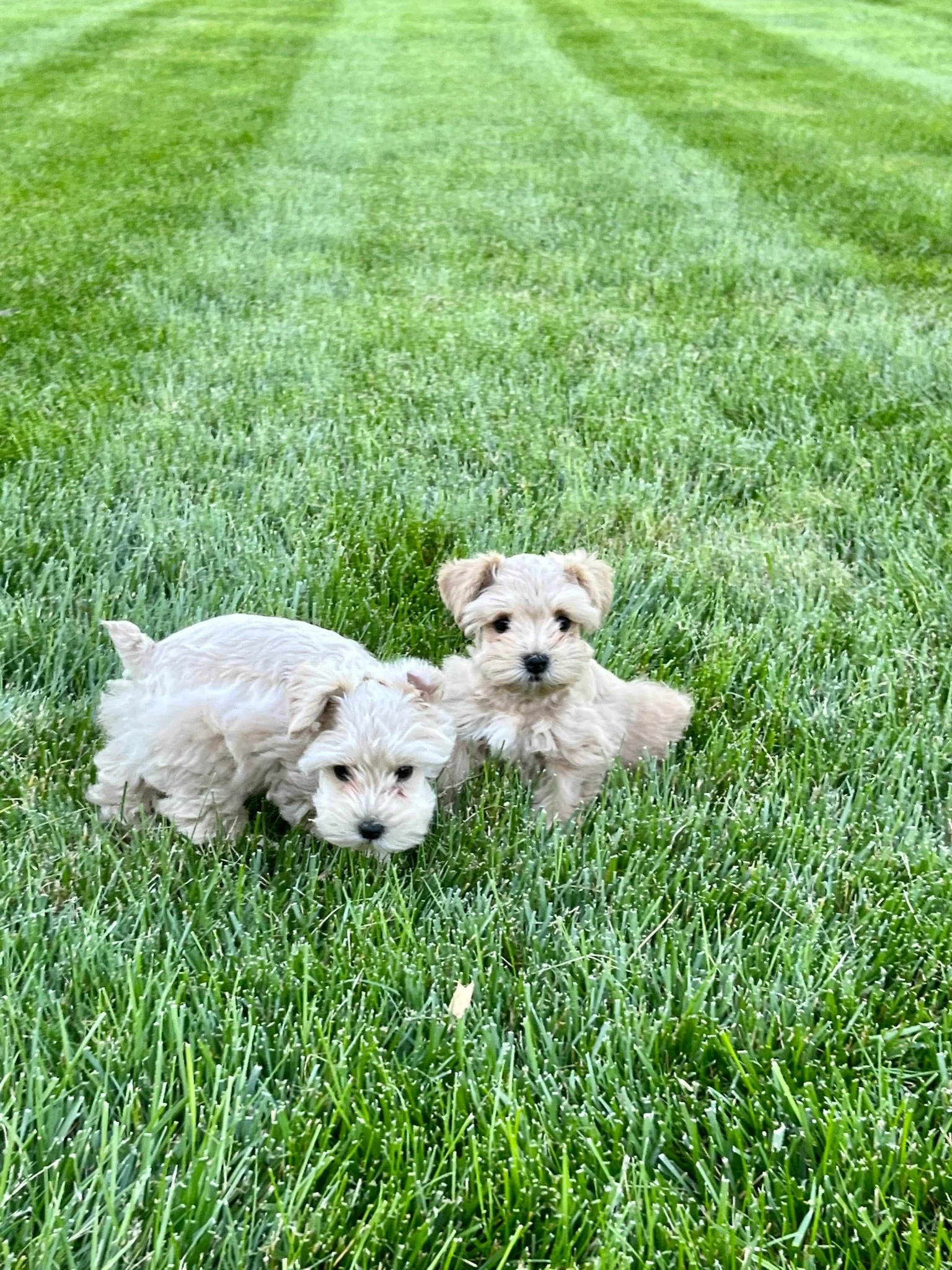 Playful schnauzer puppies in Pennsylvania