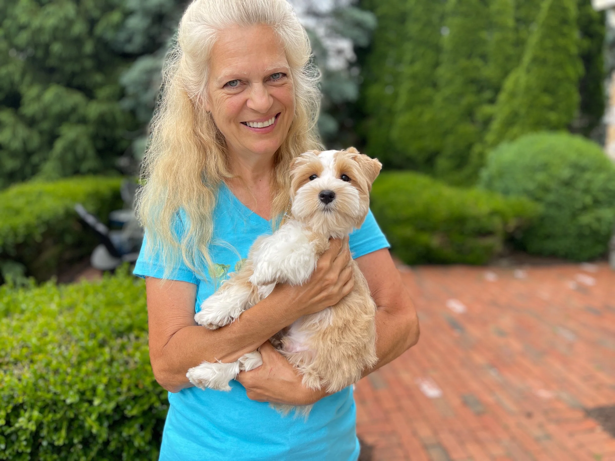 Gotcha Day for this adorable SVCC Red Wheaton Schnauzer