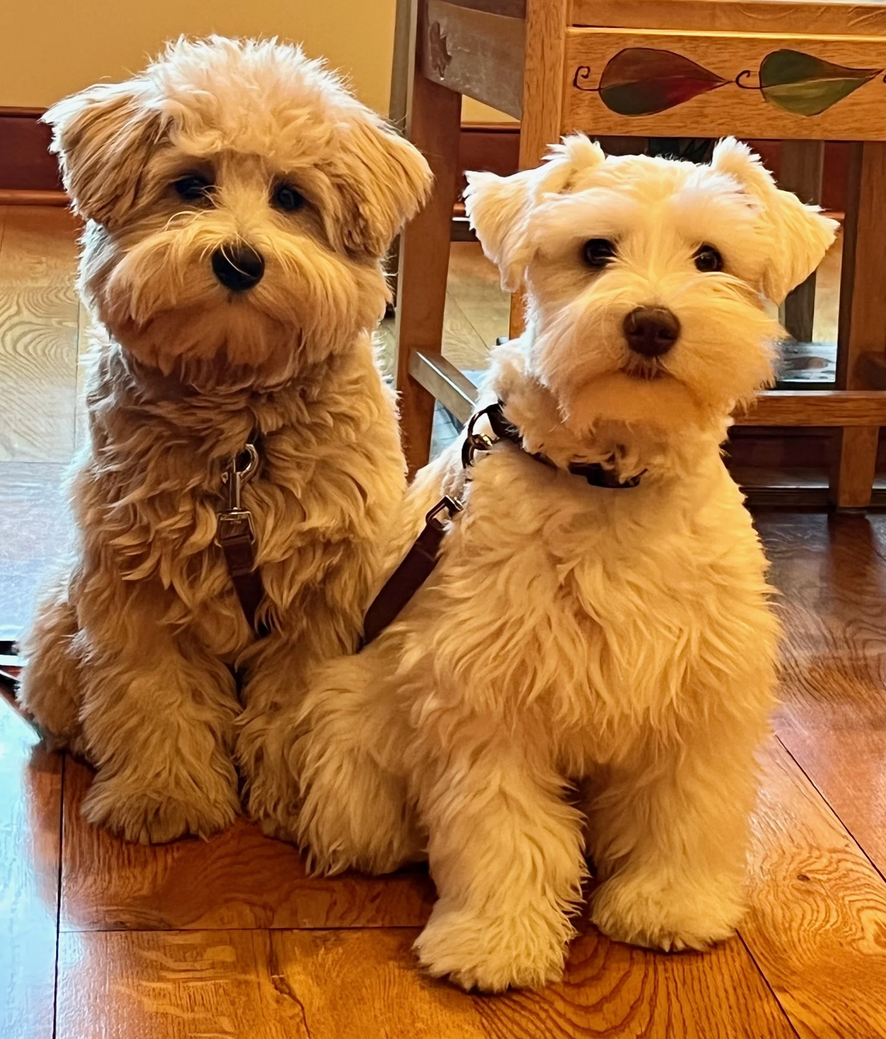 Red "ee" schnauzers in Pennsylvania NJ NY