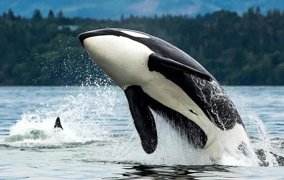 Prince of Whales
