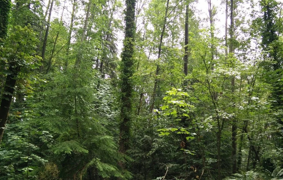 Mosquito Creek Trail