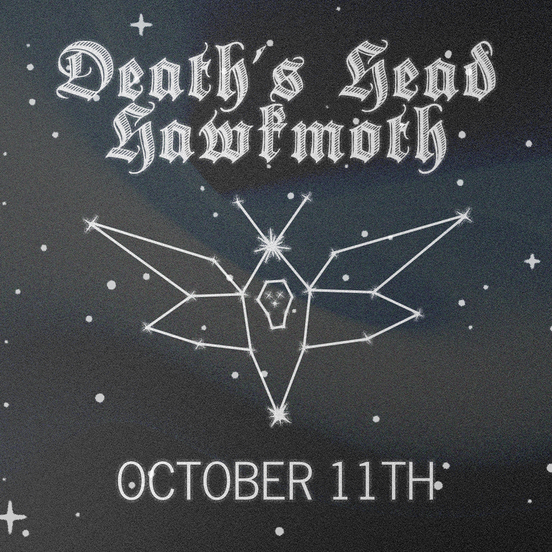 Death's Head Hawkmoth Pinning Class - October 11th