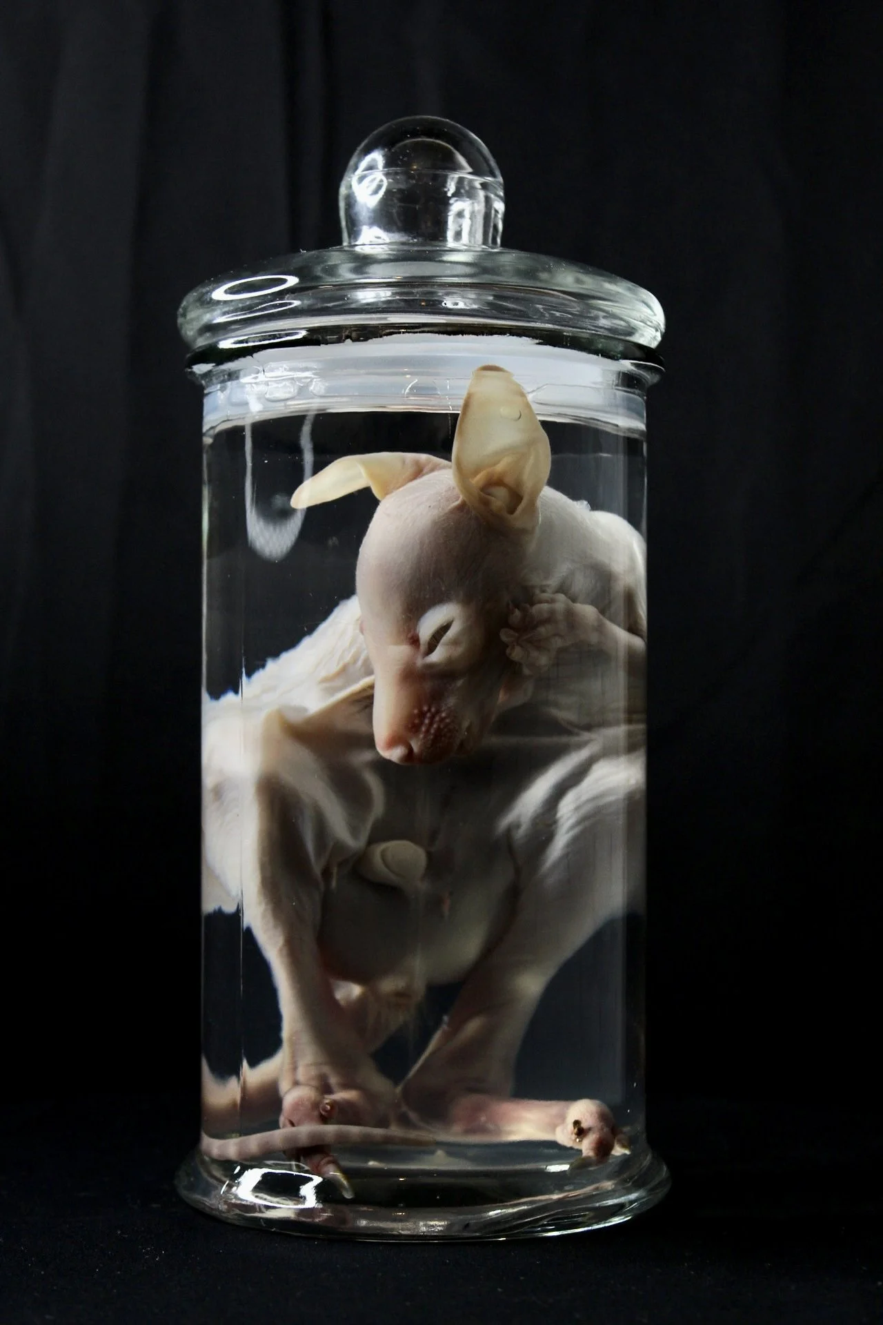 Arby the baby wallaby - passed away from natural causes, preserved for a zoo educational center