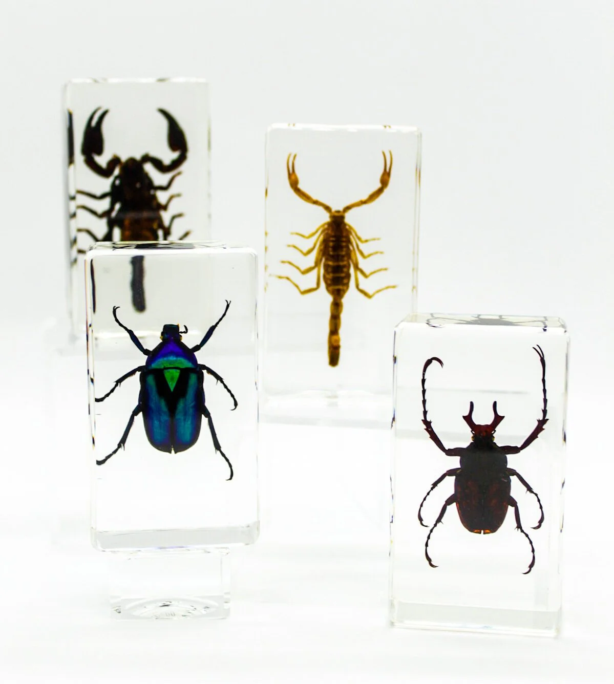 IMG_2716Small+Specimens.JPG
