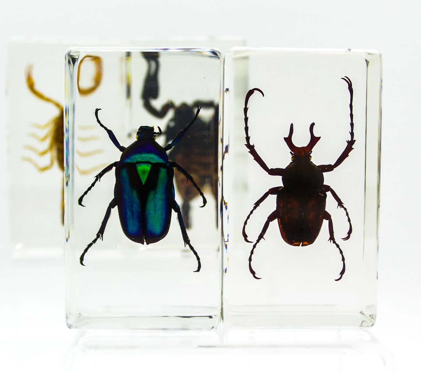 IMG_2688Small+Specimens.JPG