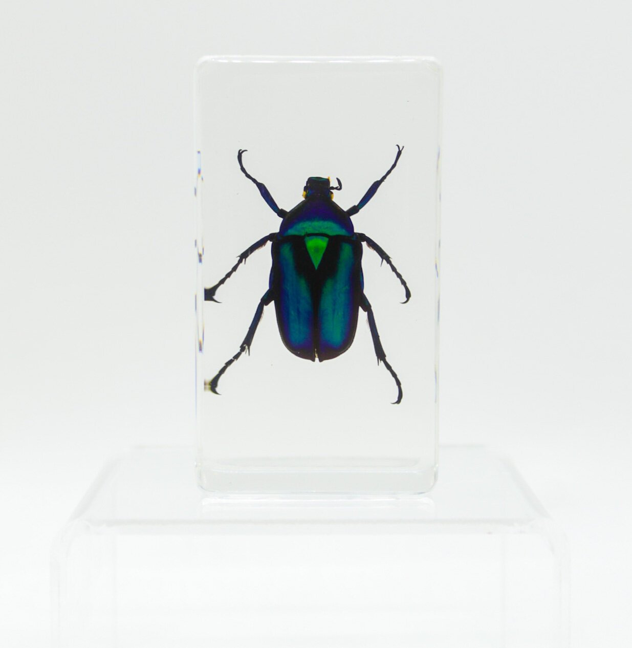 IMG_2691Small+Specimens.JPG