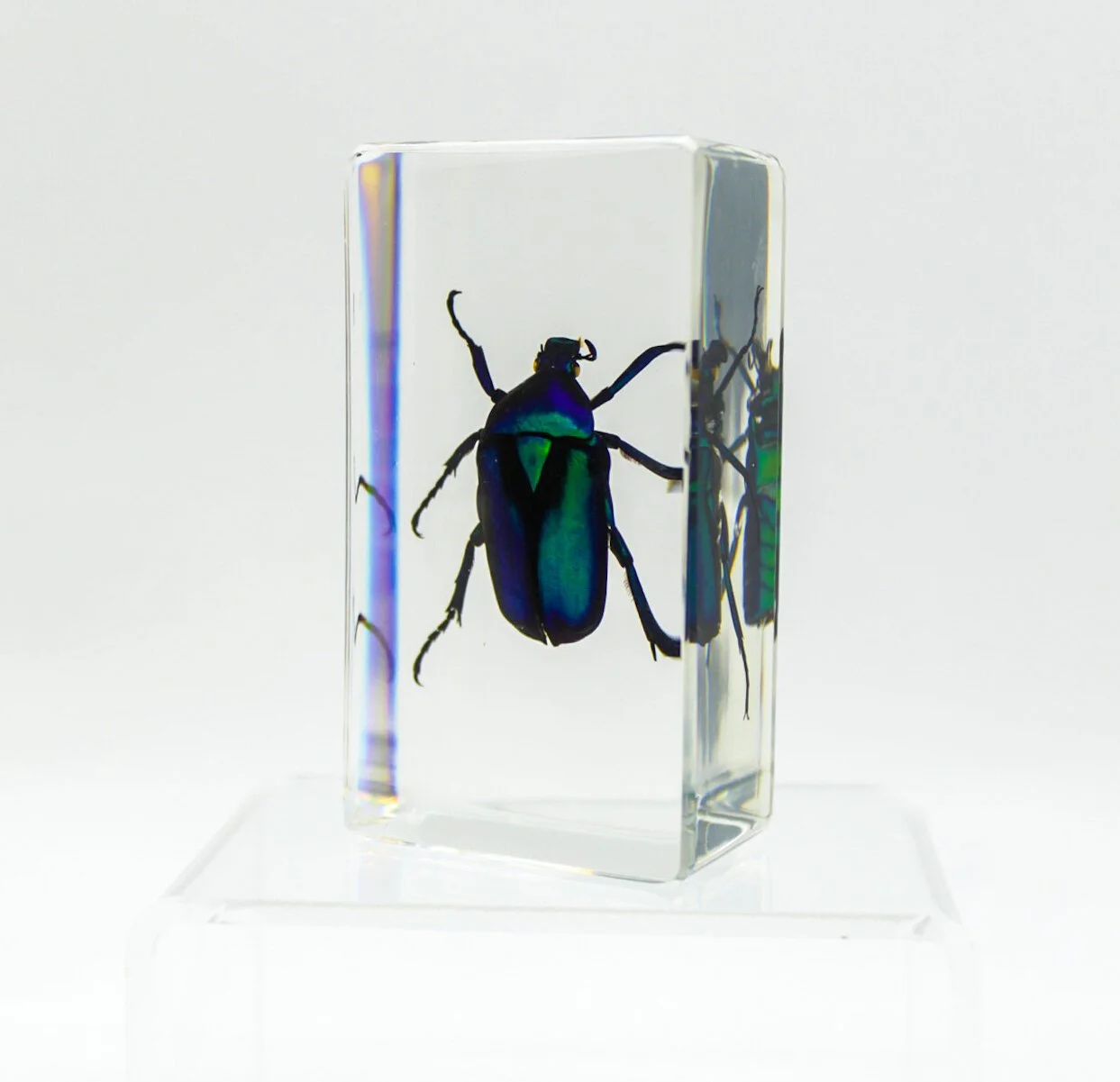 IMG_2693Small+Specimens.JPG