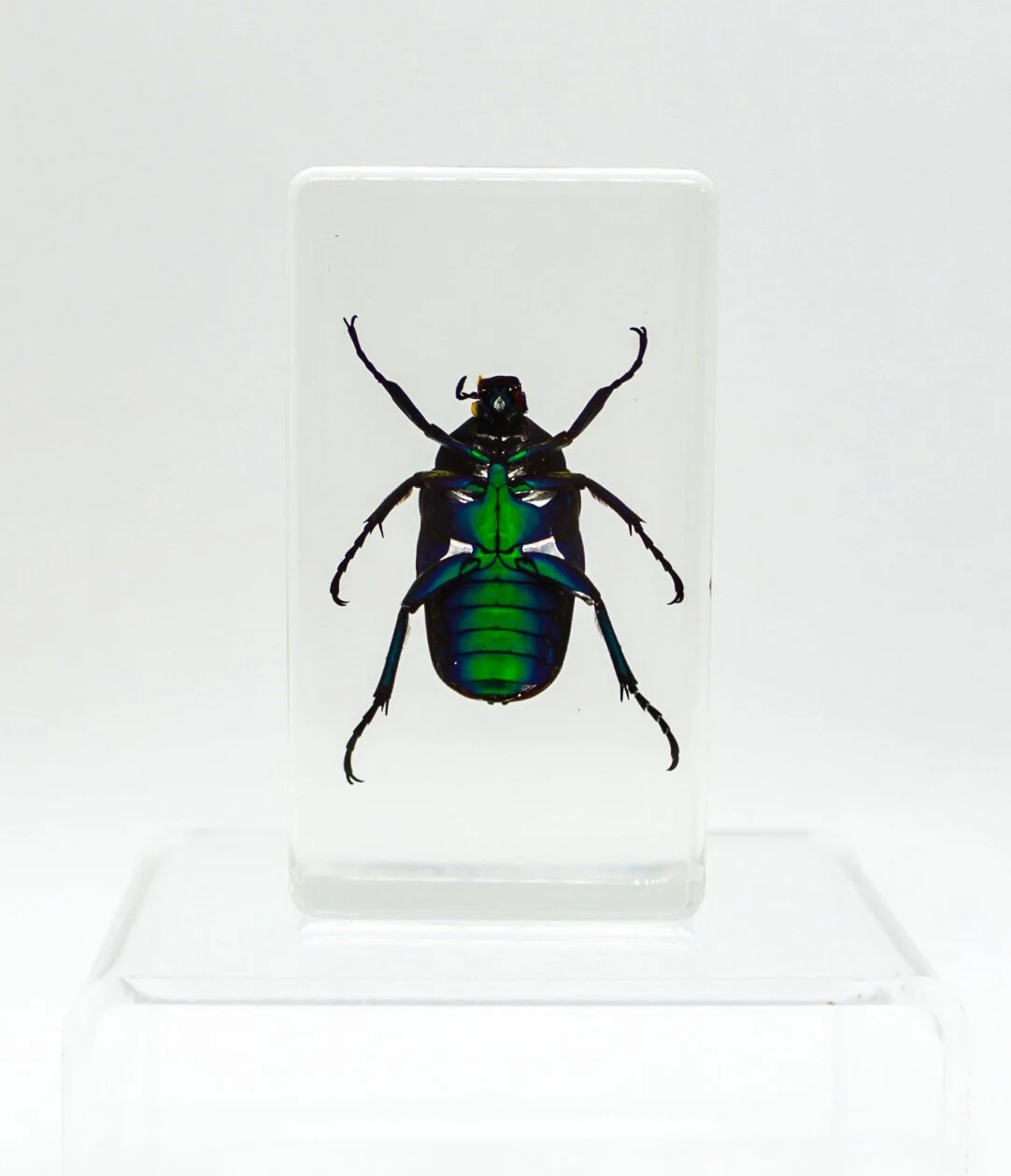 IMG_2694Small+Specimens.JPG