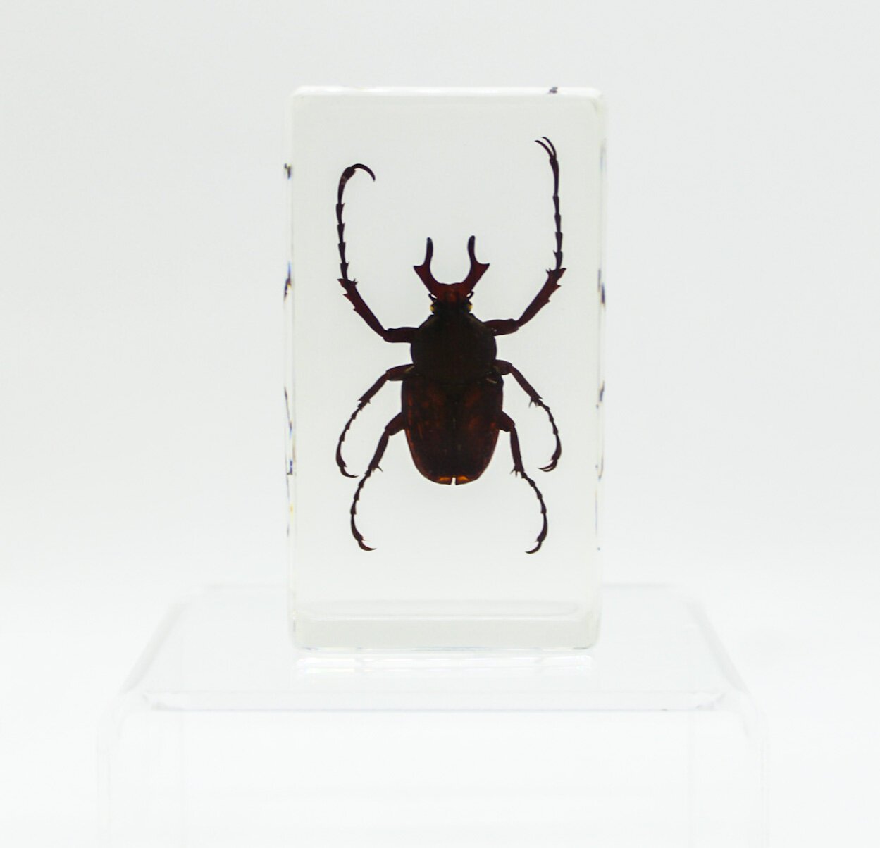 IMG_2695Small+Specimens.JPG