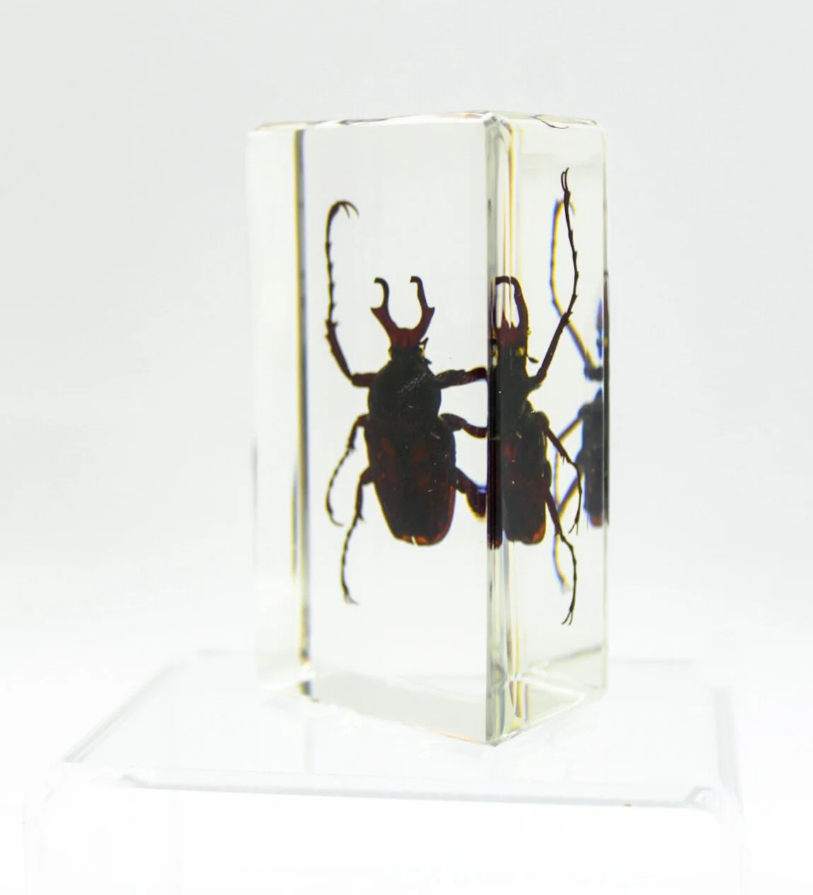IMG_2697Small+Specimens.JPG