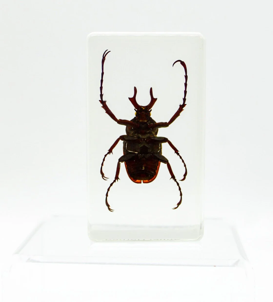 IMG_2698Small+Specimens.JPG