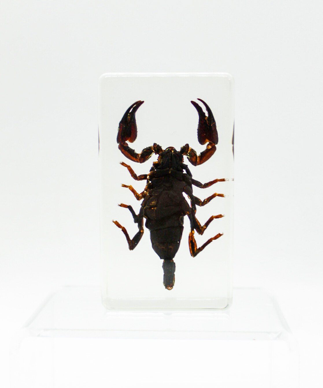 IMG_2708Small+Specimens.JPG