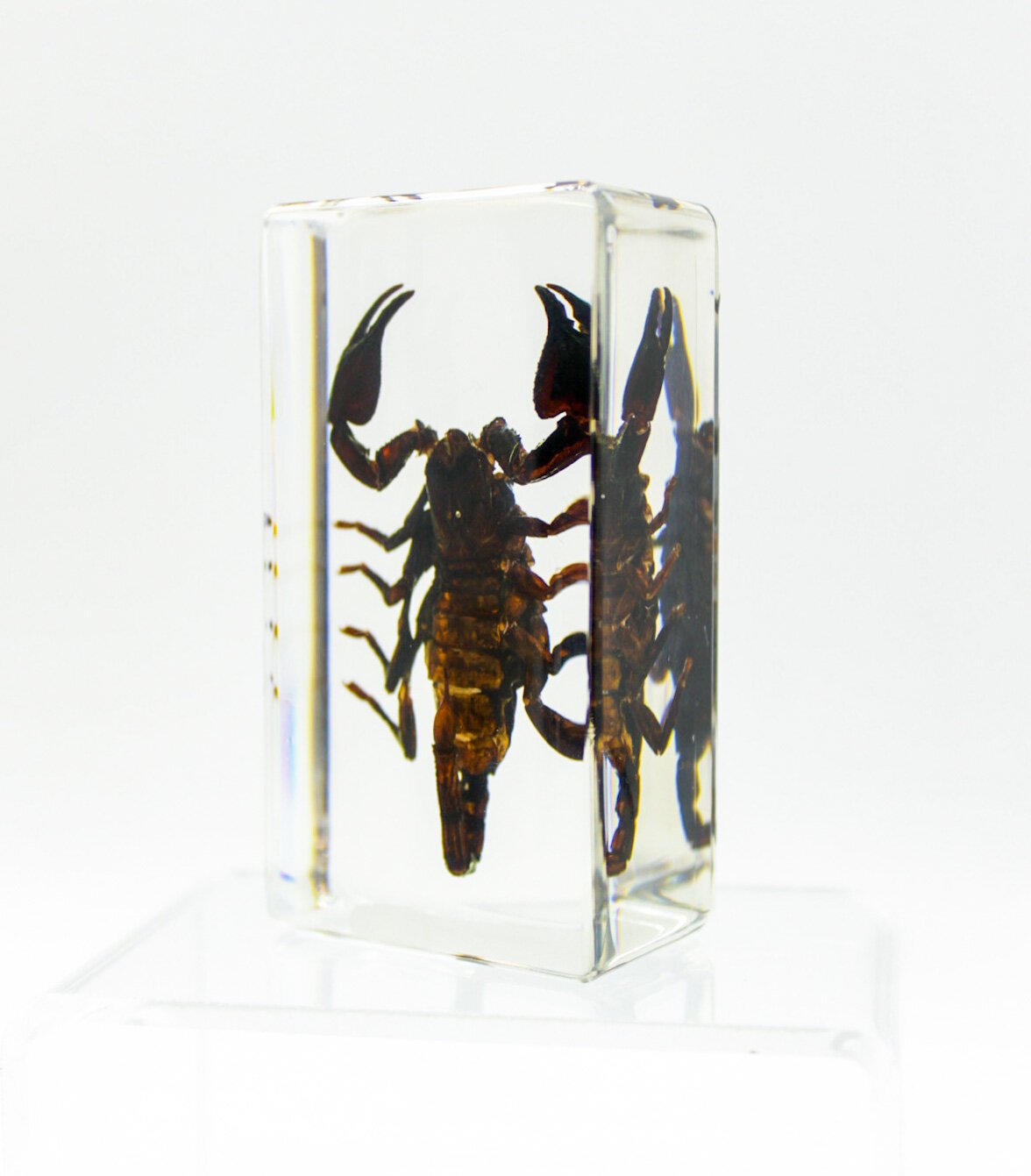 IMG_2706Small+Specimens.JPG
