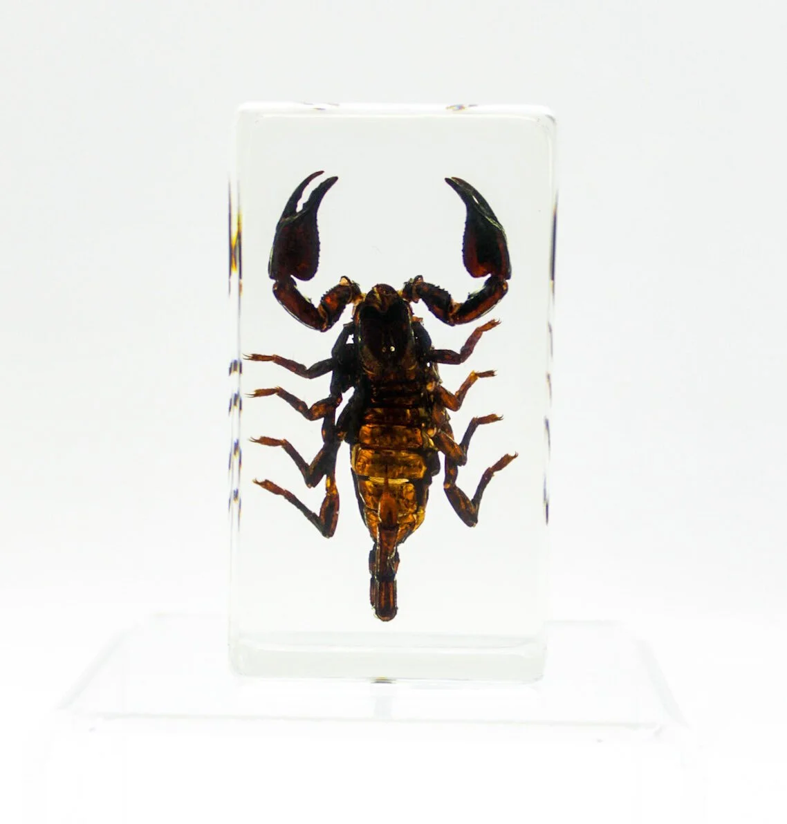 IMG_2705Small+Specimens.JPG